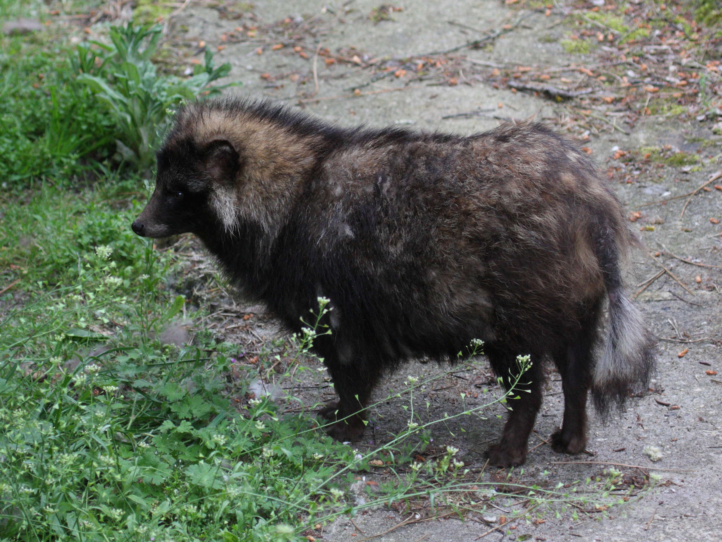 nyctereutes_procyonoides2md