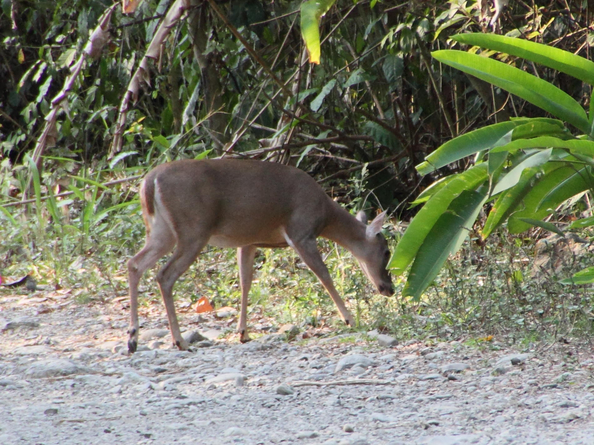 odocoileus_virginianus6md
