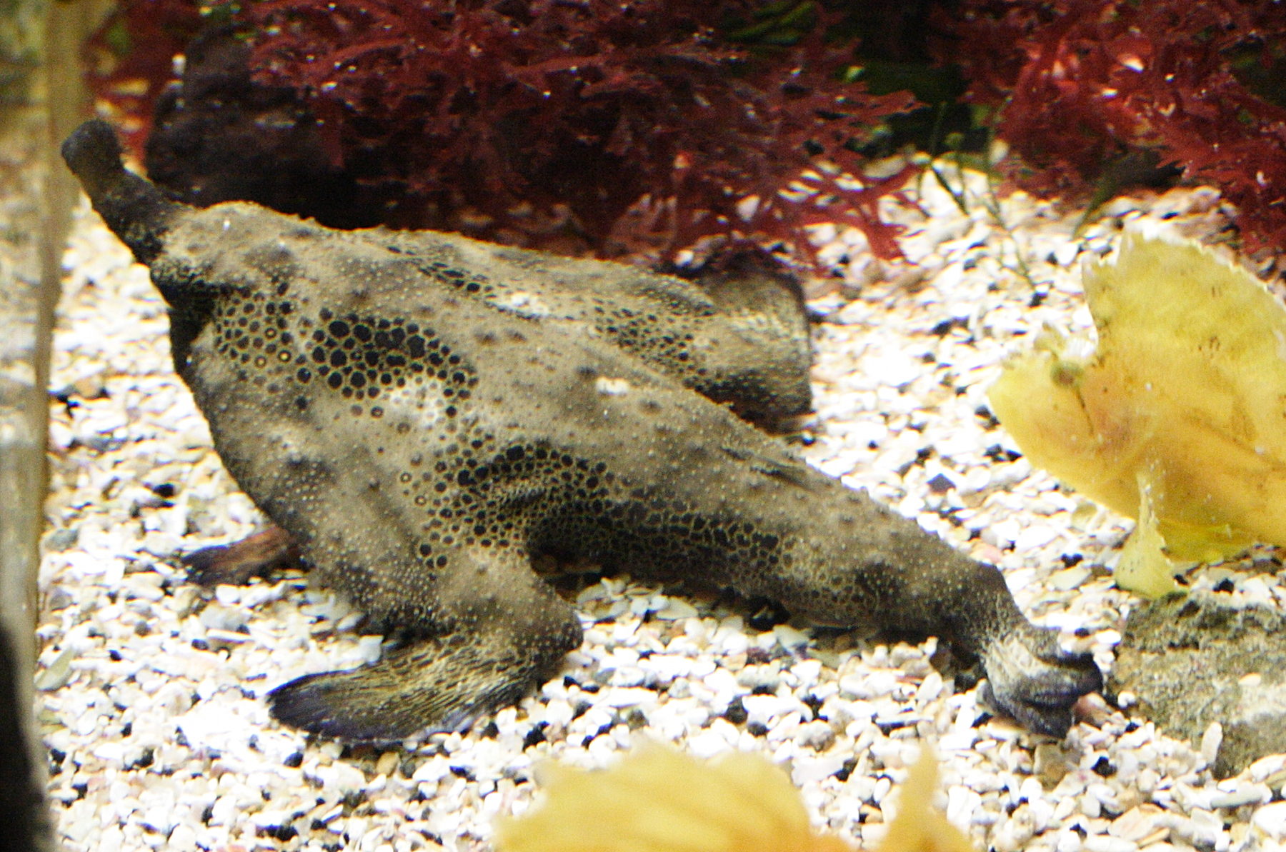 Afficher le média ogcocephalus_nasutus2md ogcocephalus_nasutus2md