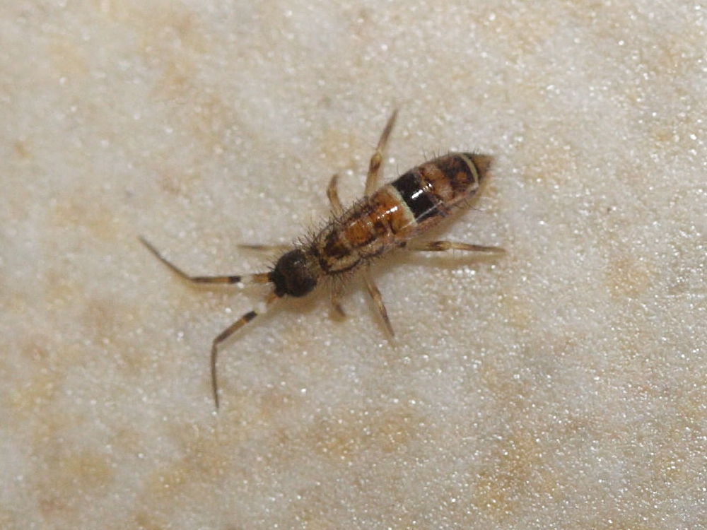 orchesella_cincta1md