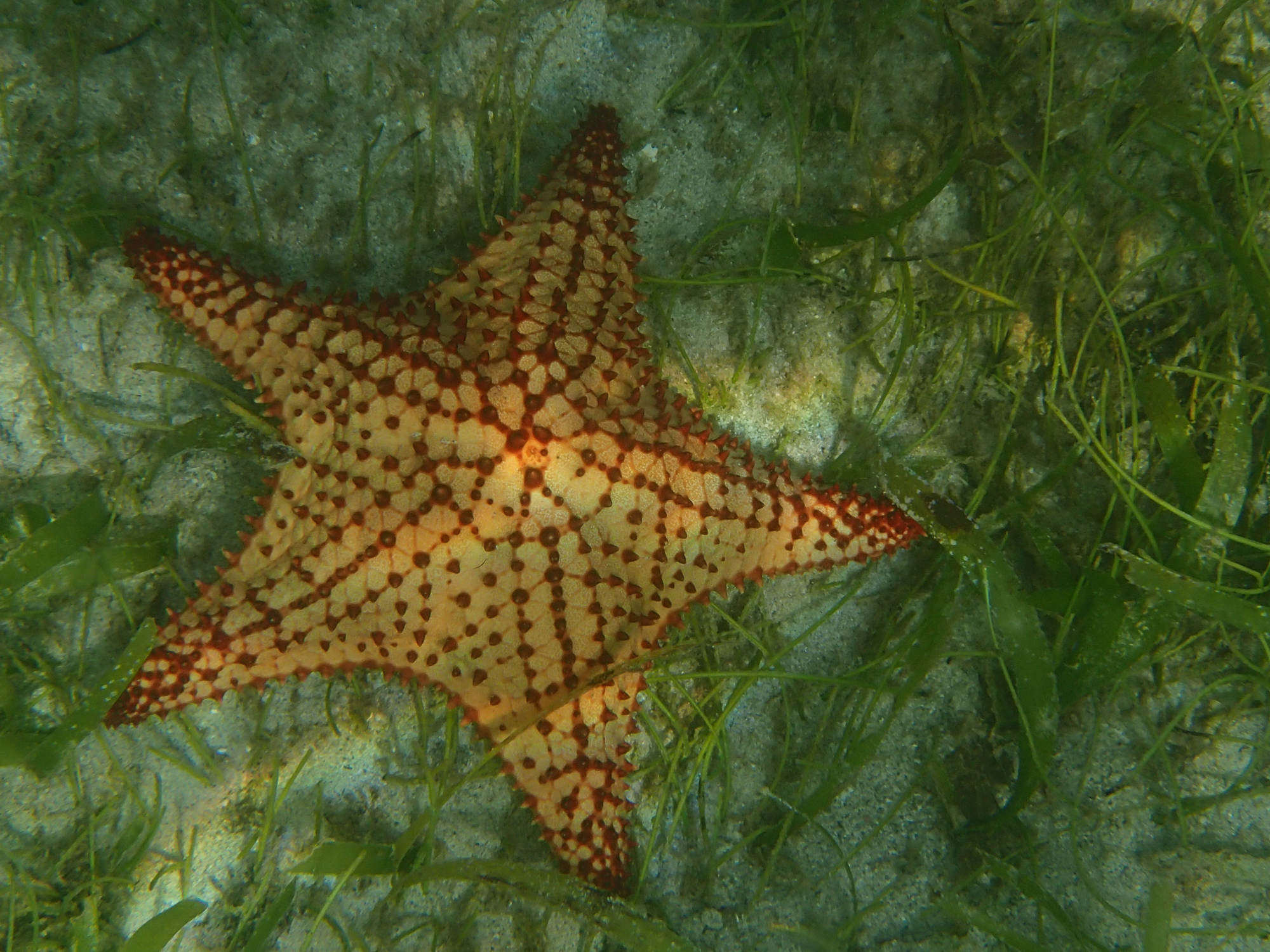 oreaster_reticulatus5sd