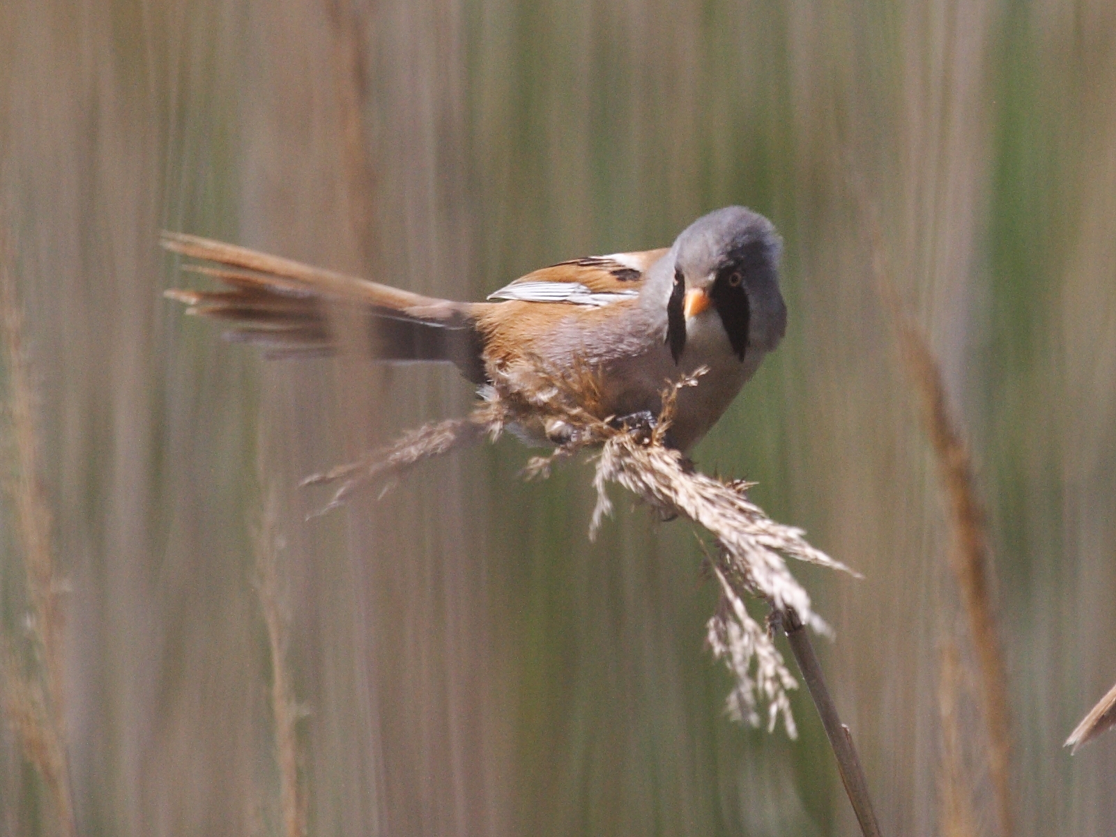 panure_a_moustaches_-_panurus_biarmicus2bd