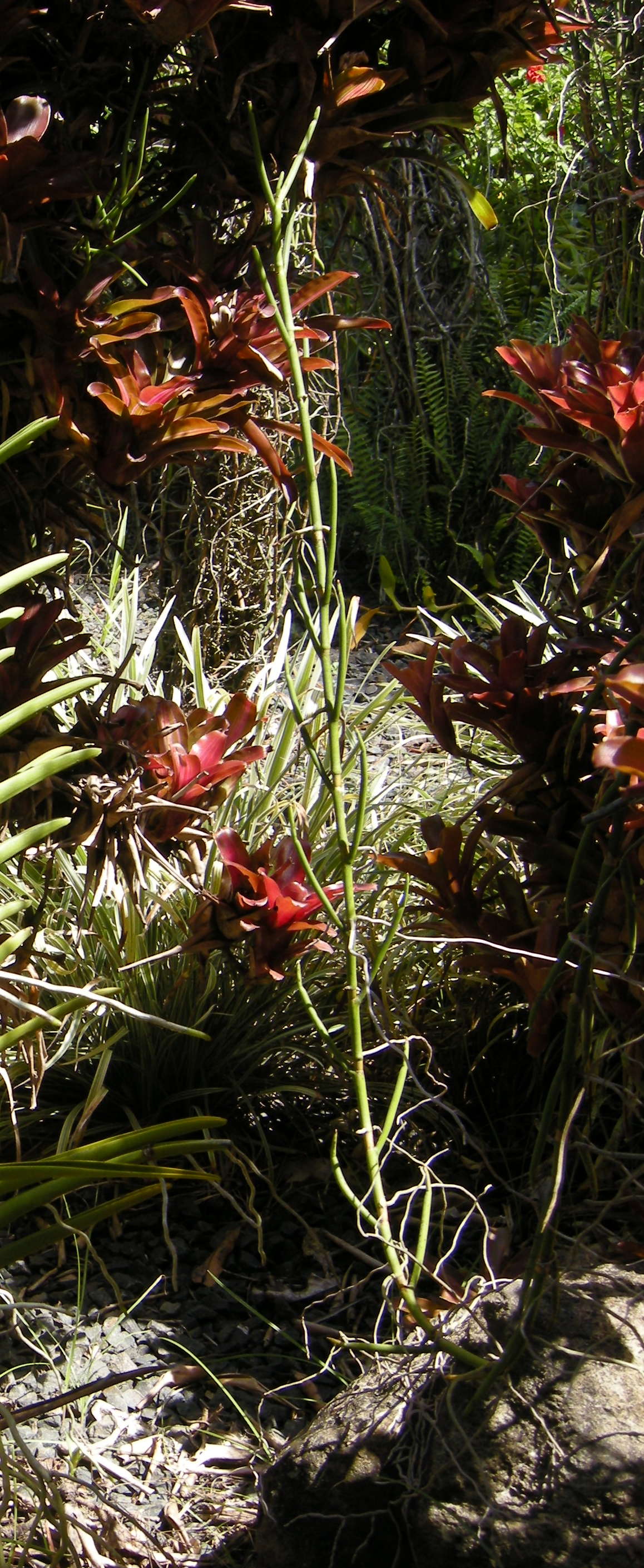 papilionanthe_teres1md