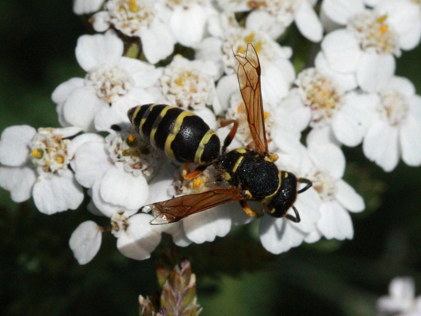 paragymnomerus_spiricornis1bd