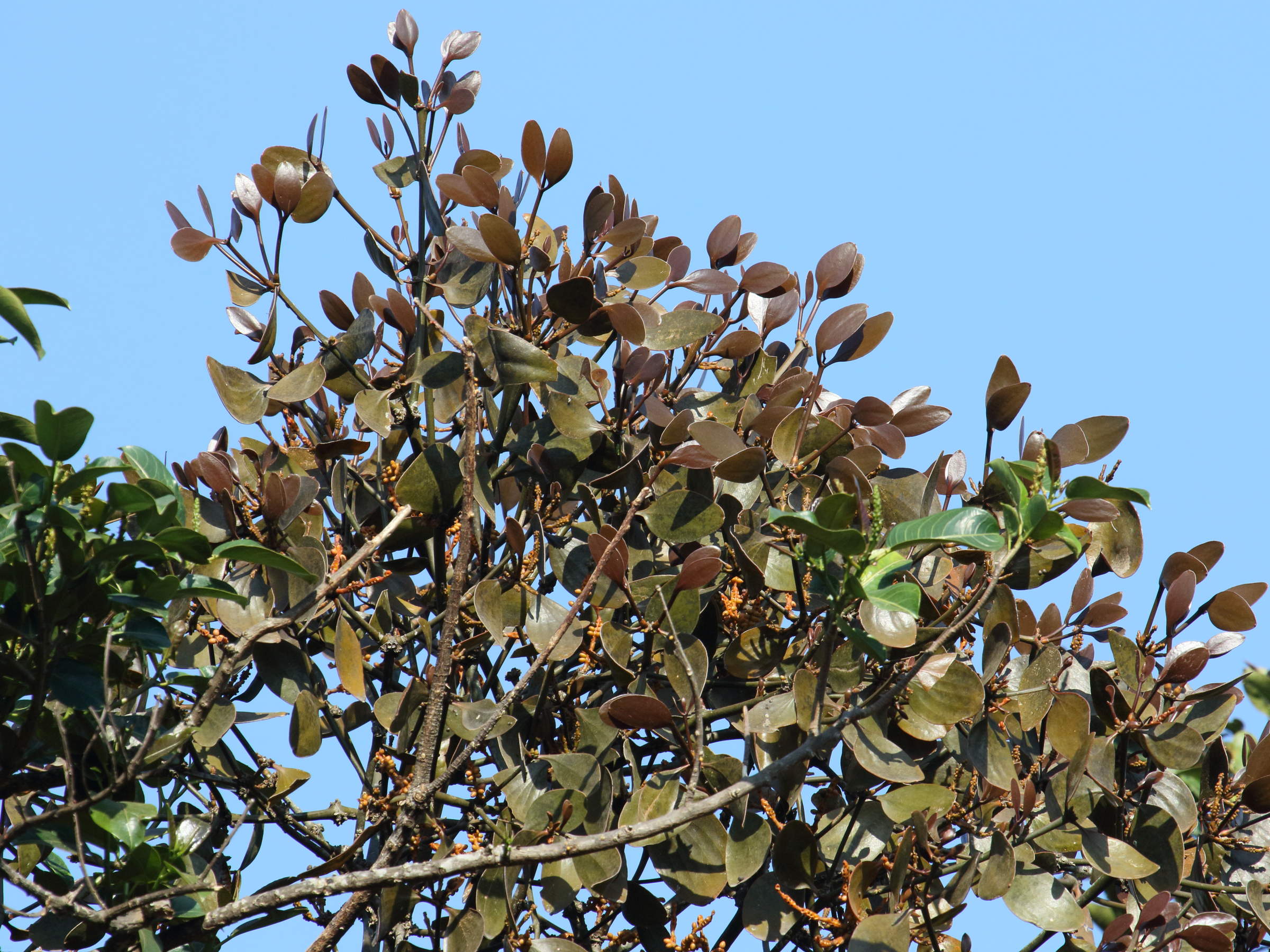 Afficher le média phoradendron_robustissimum1bd phoradendron_robustissimum1bd