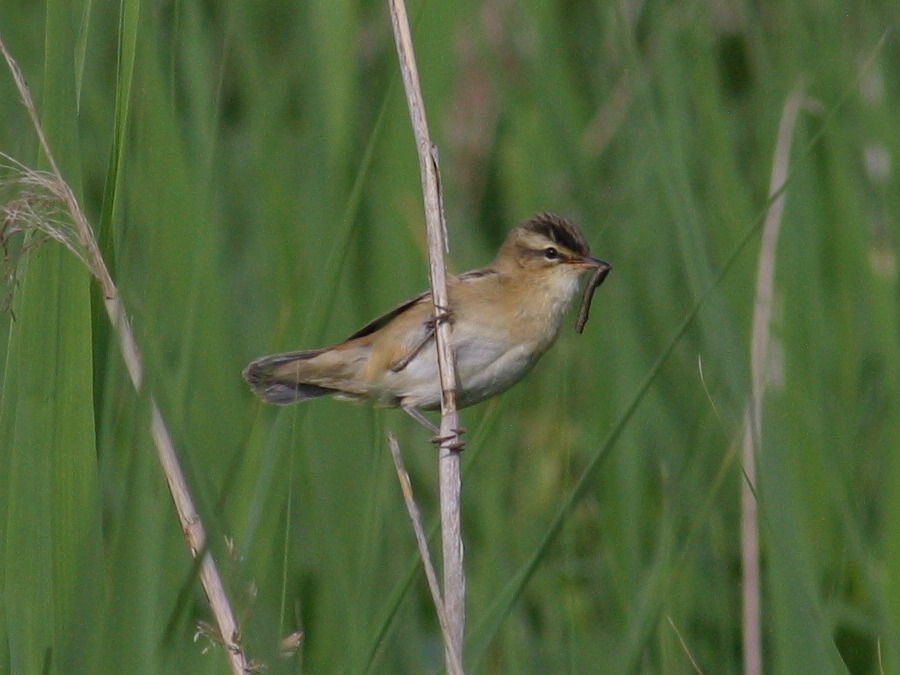 Afficher le média phragmite_des_joncs_-_acrocephalus_schoenobaenus4bd phragmite_des_joncs_-_acrocephalus_schoenobaenus4bd