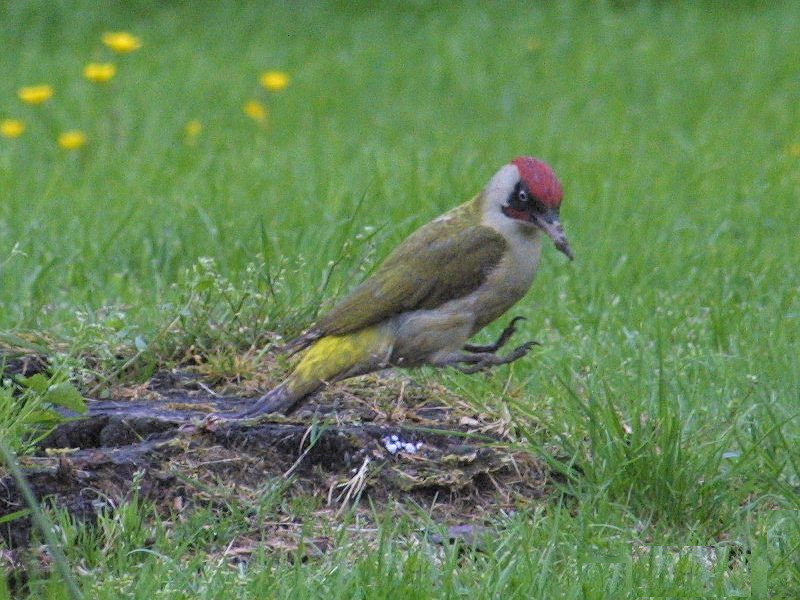 pic_vert_-_picus_viridis3md