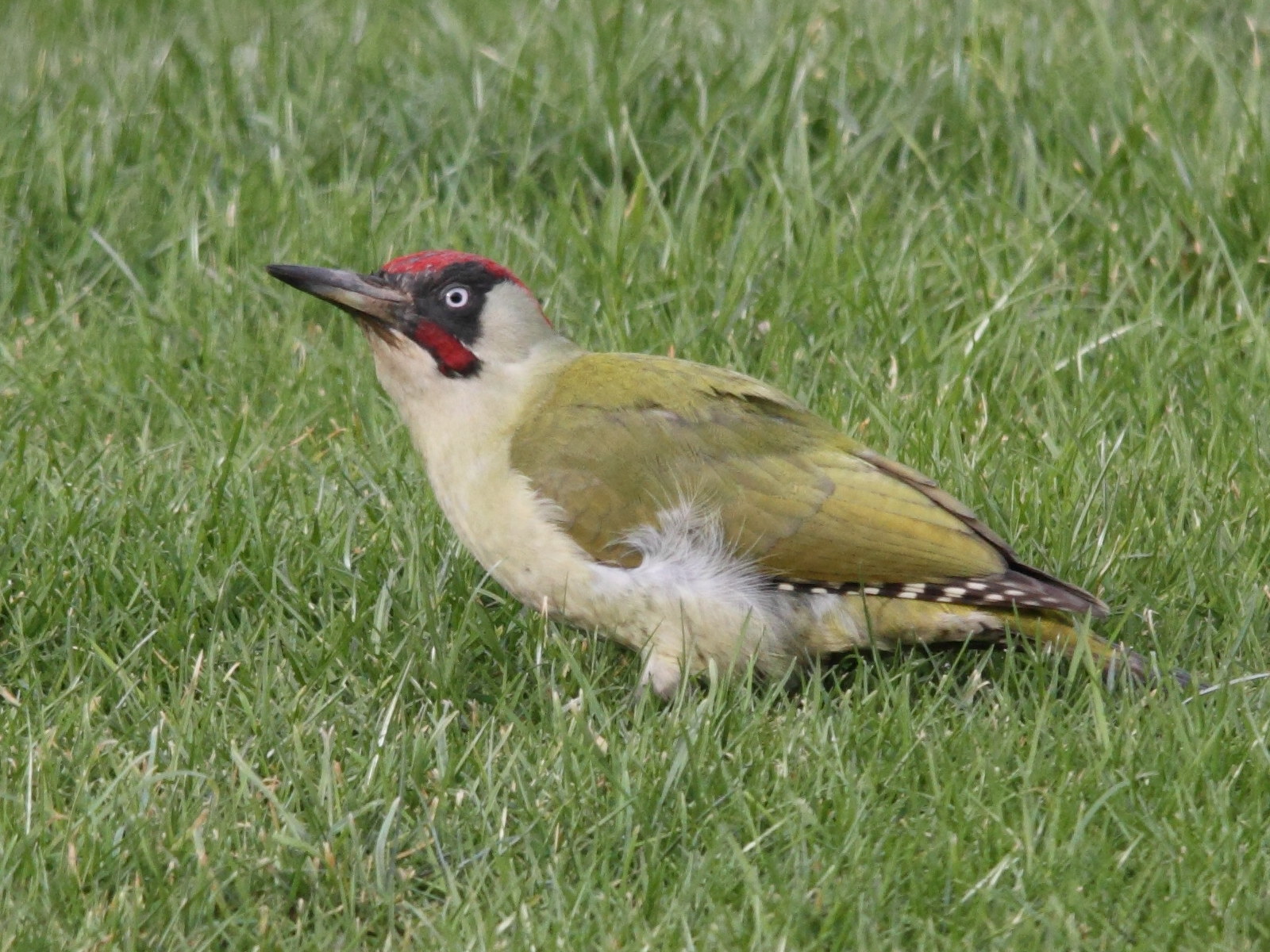 pic_vert_-_picus_viridis4bmd