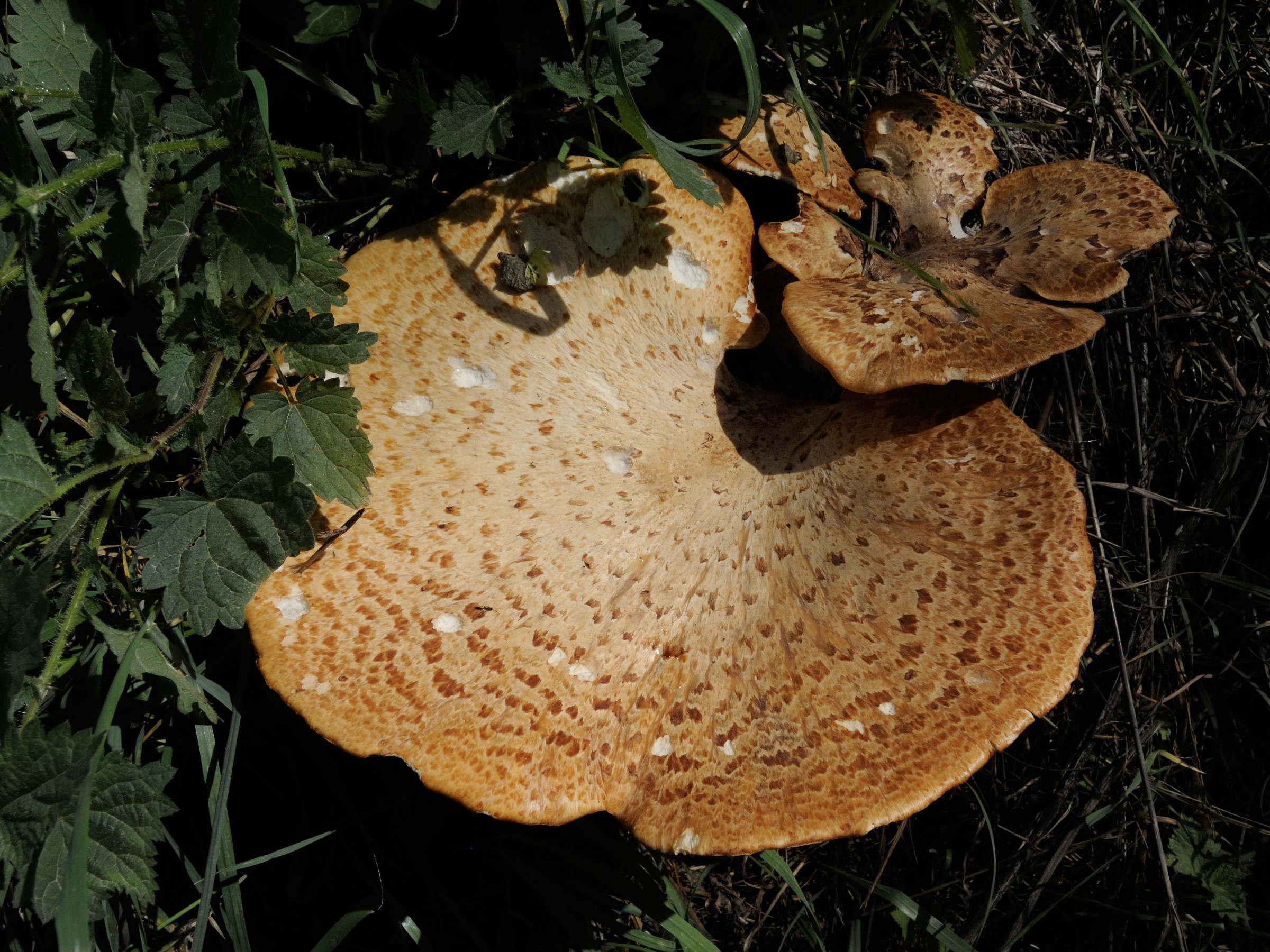 polyporus_squamosus1md