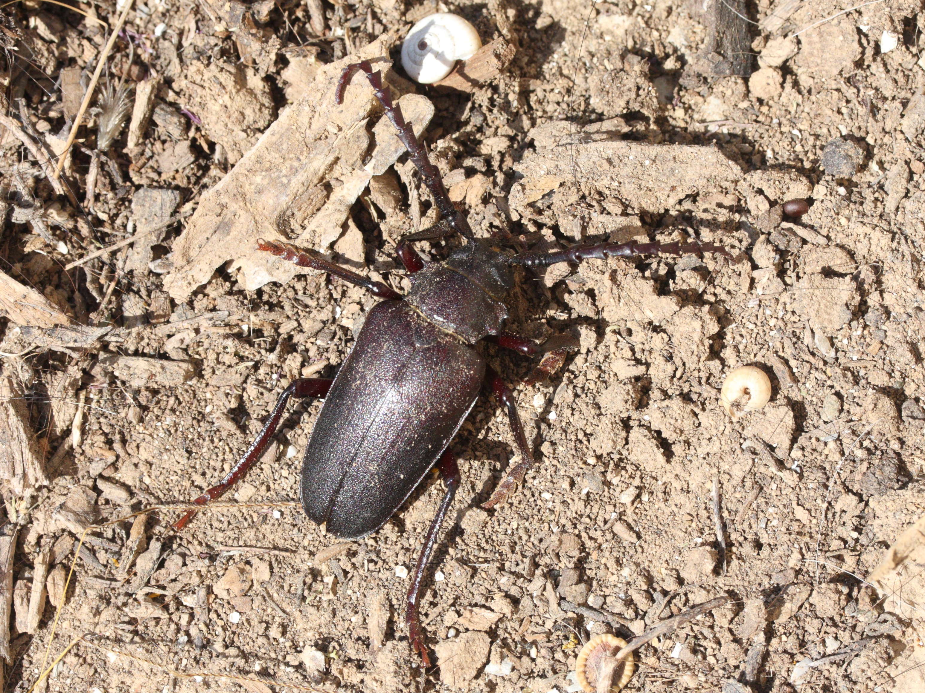 prionus_besikanus1md