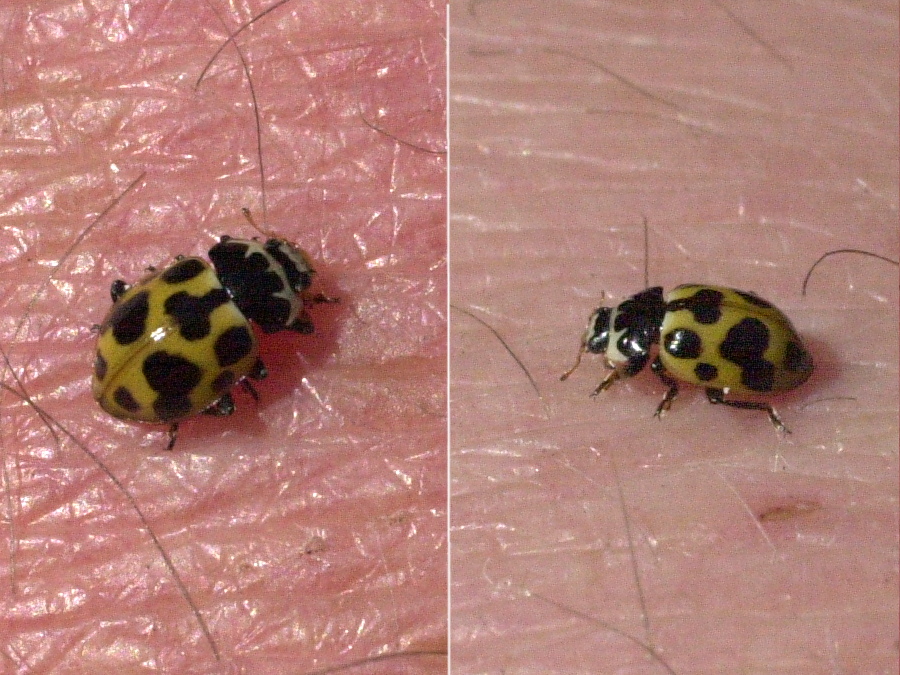 Afficher le média propylea_quatuordecimpunctata2md propylea_quatuordecimpunctata2md