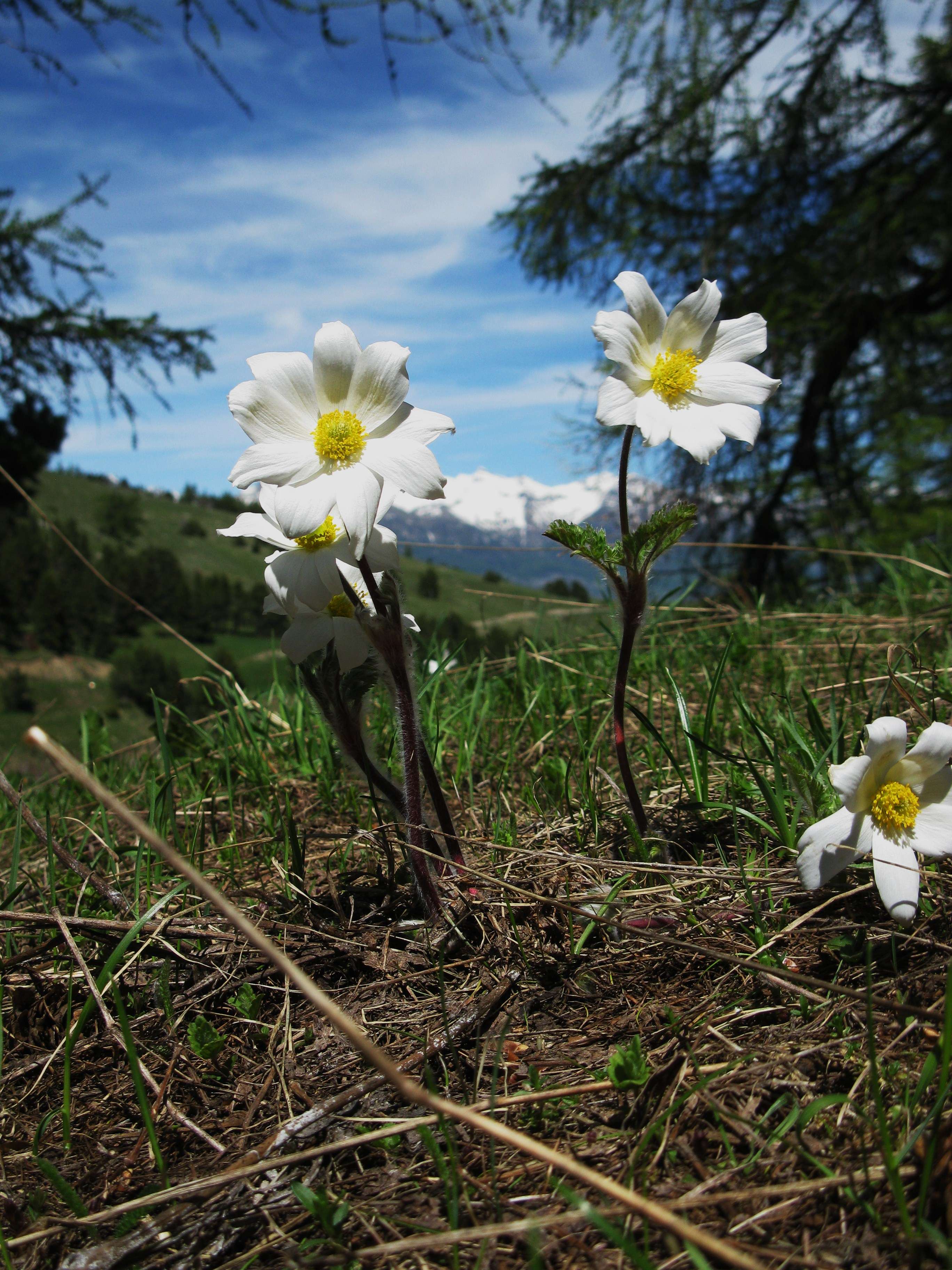 Afficher le média pulsatilla_alpina4mv pulsatilla_alpina4mv