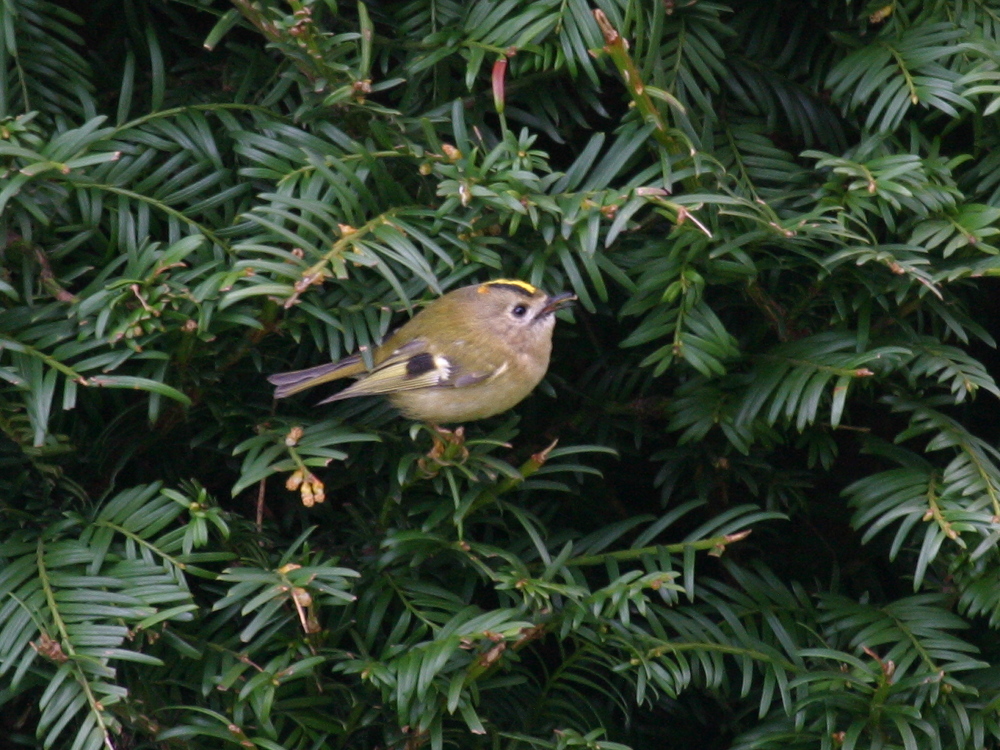 roitelet_huppe_-_regulus_regulus2md