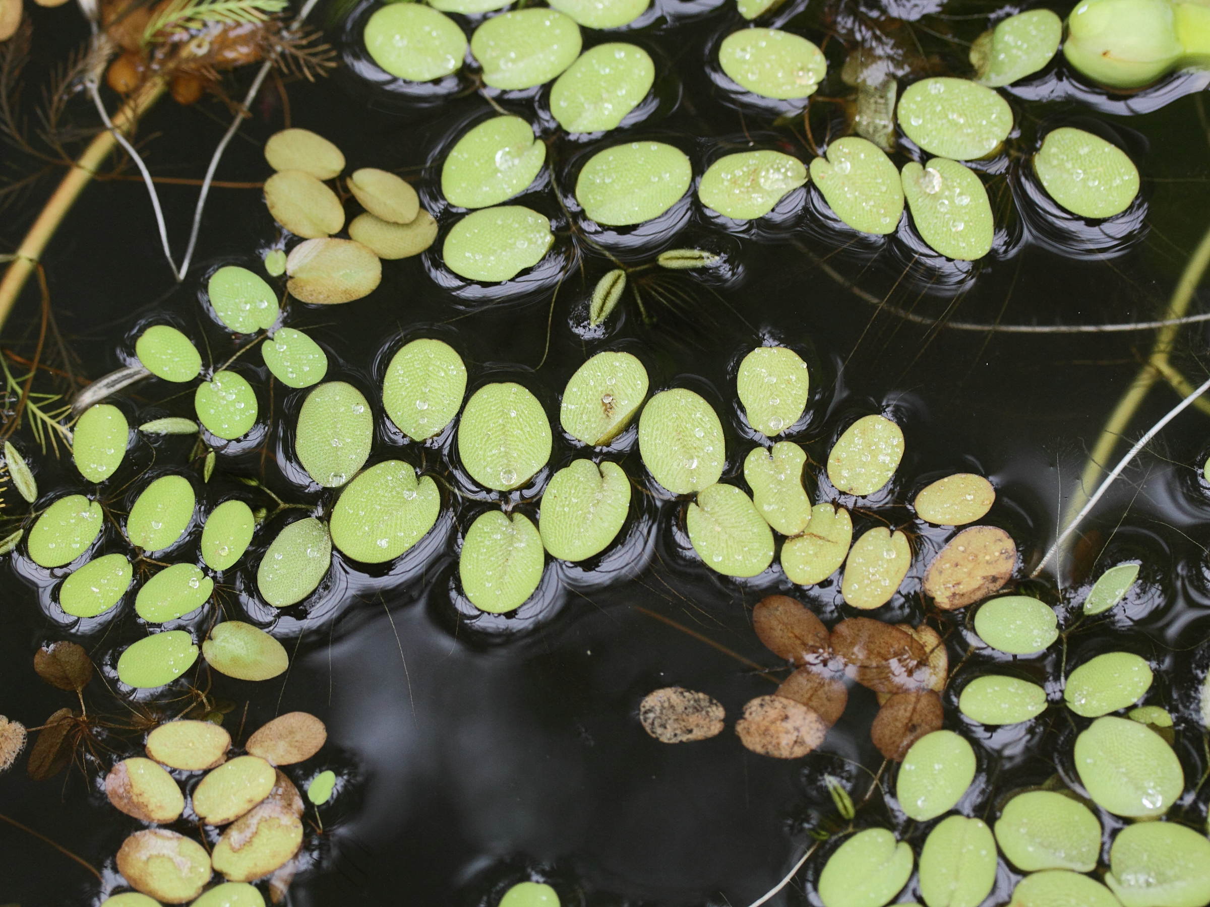 Afficher le média salvinia_auriculata2md salvinia_auriculata2md