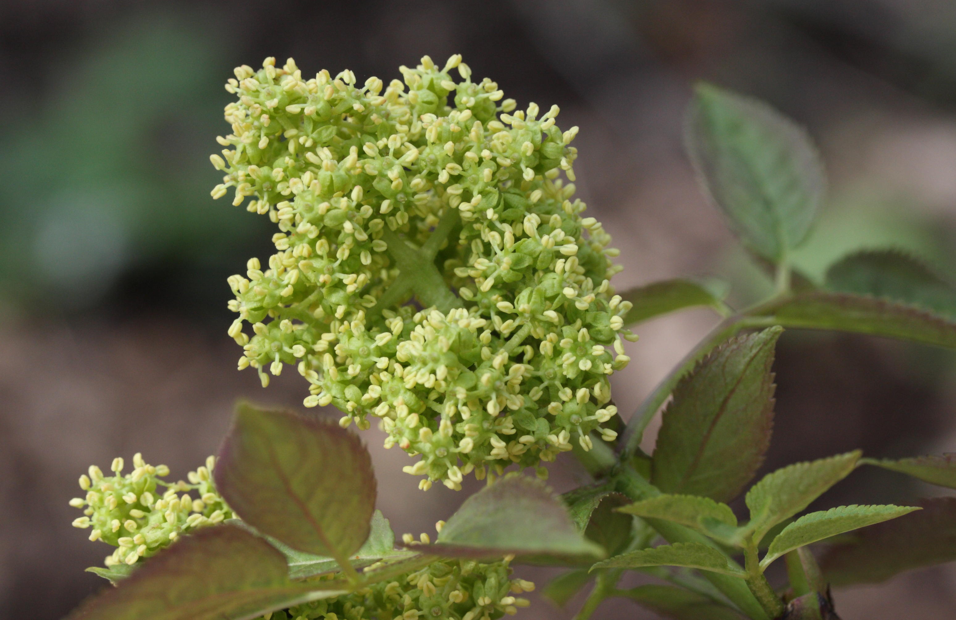 Afficher le média sambucus_racemosa4md sambucus_racemosa4md