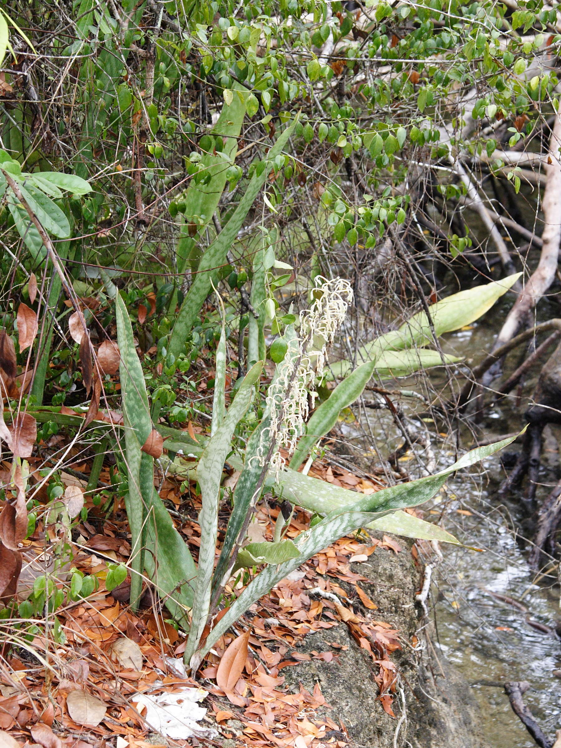 sansevieria_hyacinthoides1md