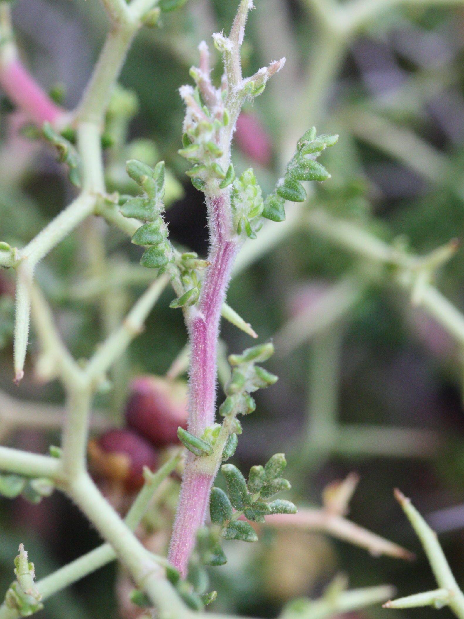 sarcopoterium_spinosum6md