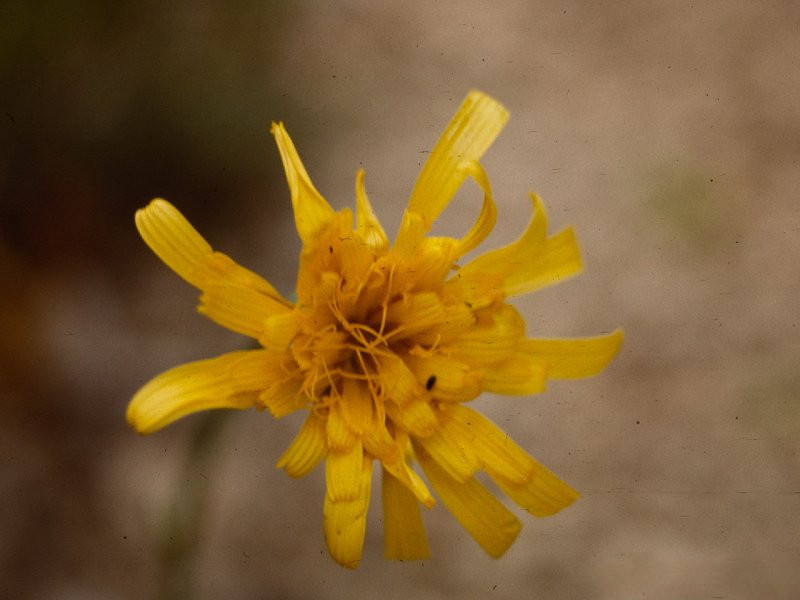 scorzonera_austriaca3mcf