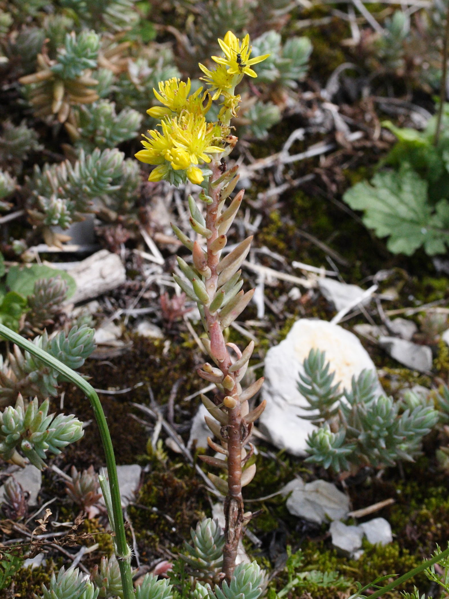 Sedum_ochroleucum