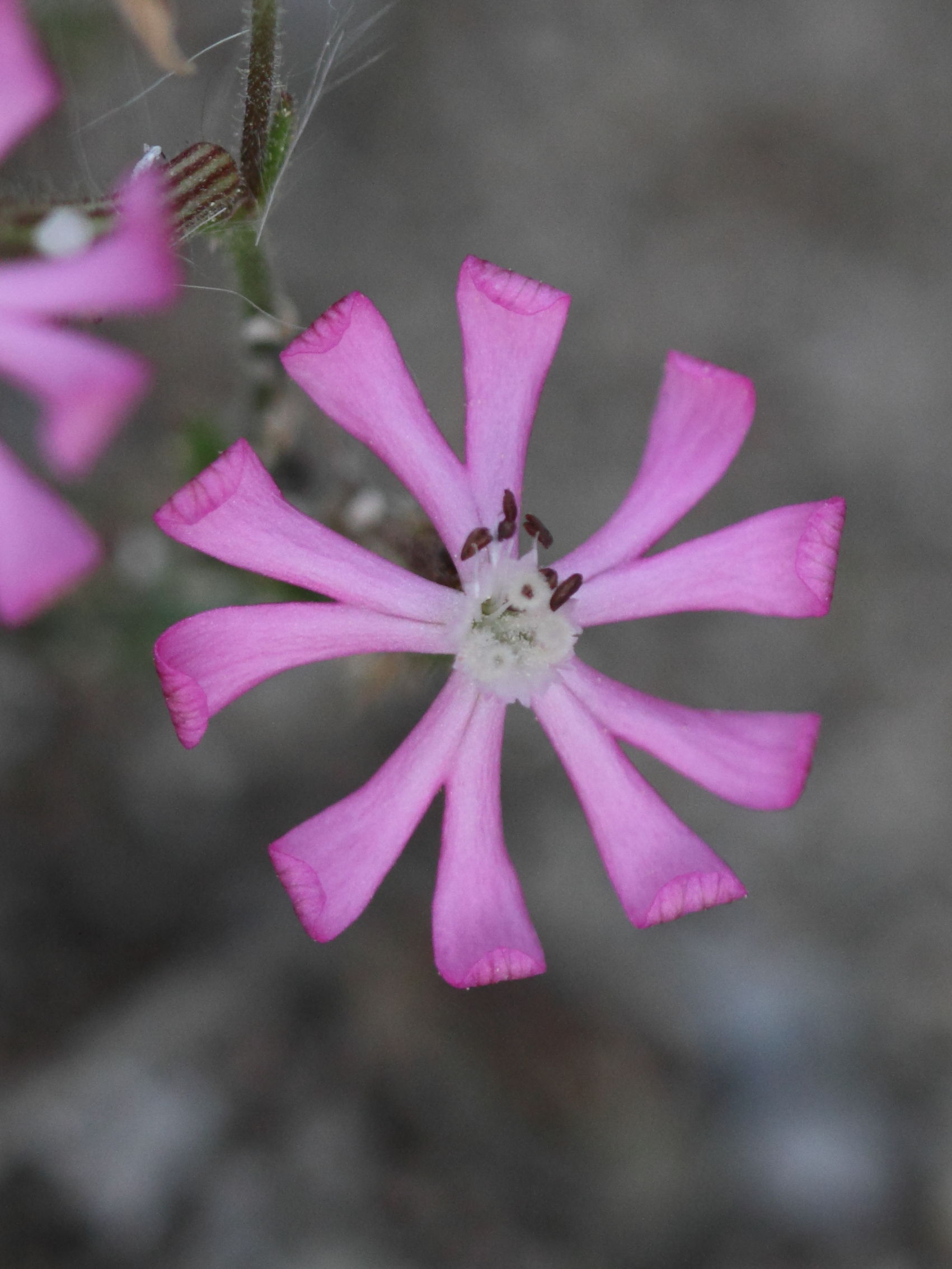 silene_colorata_colorata1bd