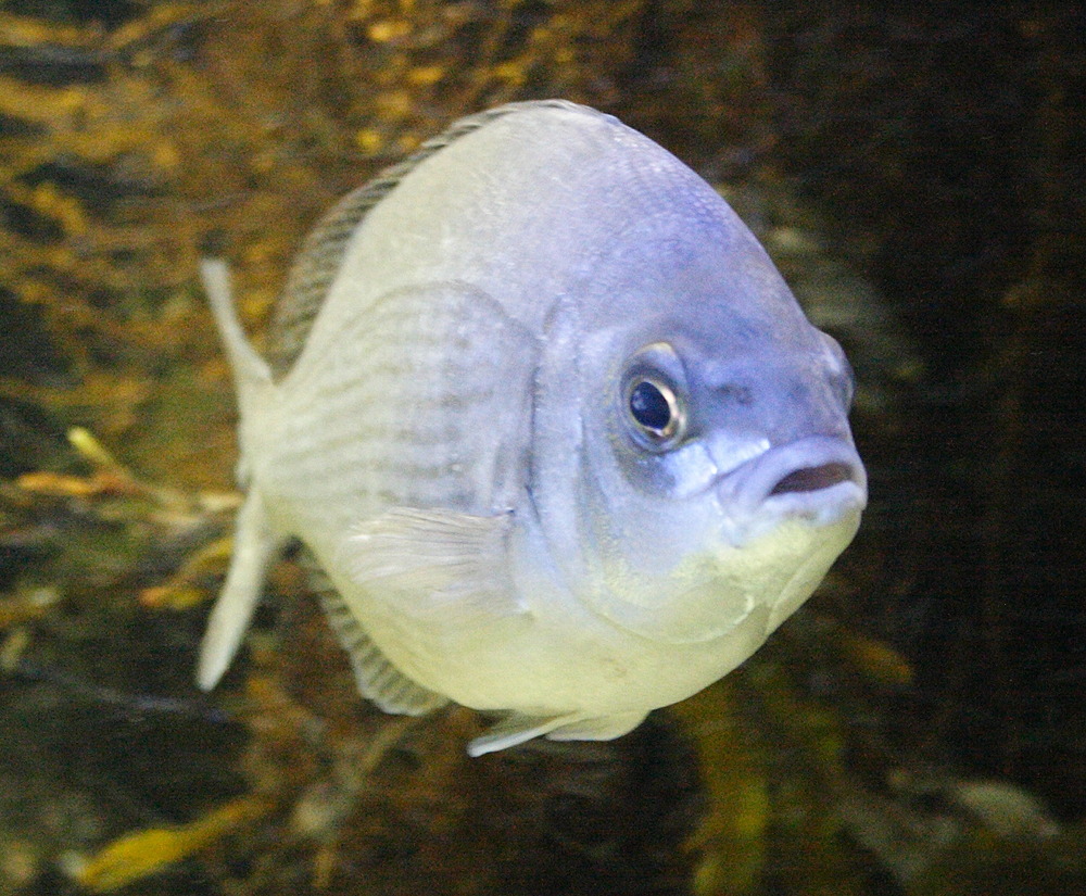 Afficher le média Spondyliosoma_cantharus Spondyliosoma_cantharus