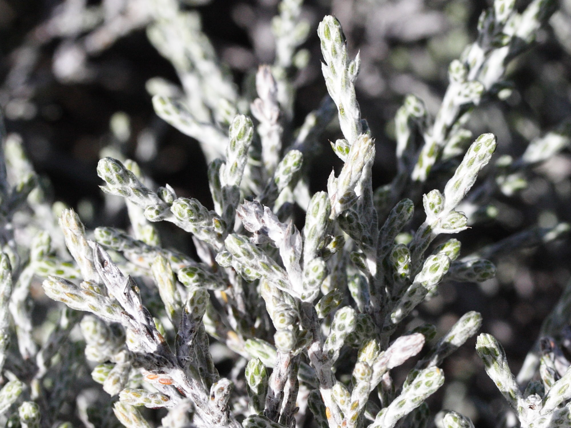 stoebe_passerinoides2md