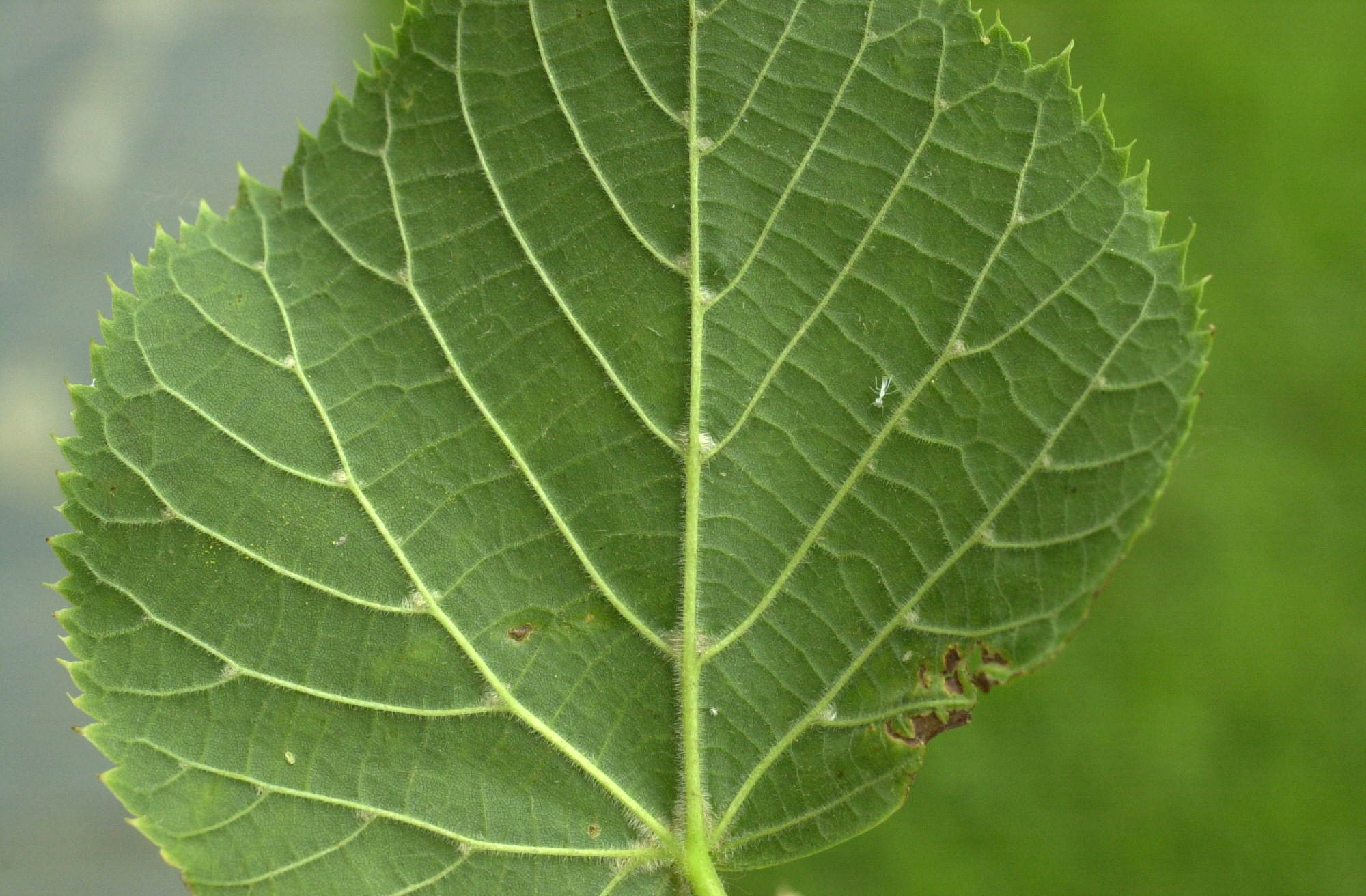 Afficher le média tilia_platyphyllos3md tilia_platyphyllos3md