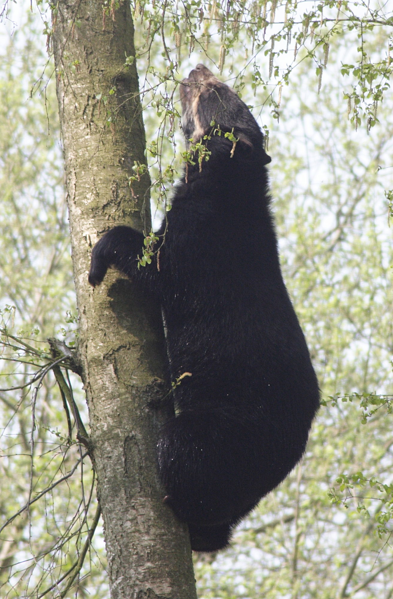 tremarctos_ornatus2md