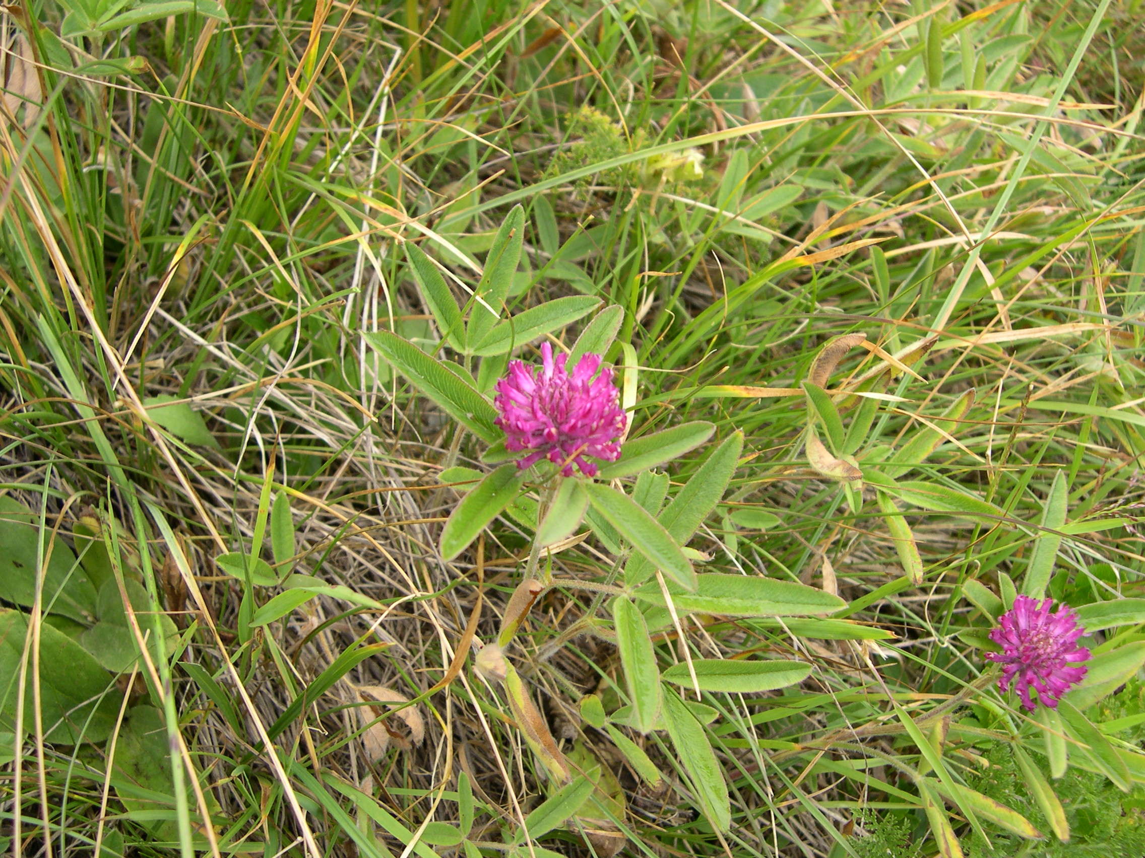 trifolium_alpestre1md