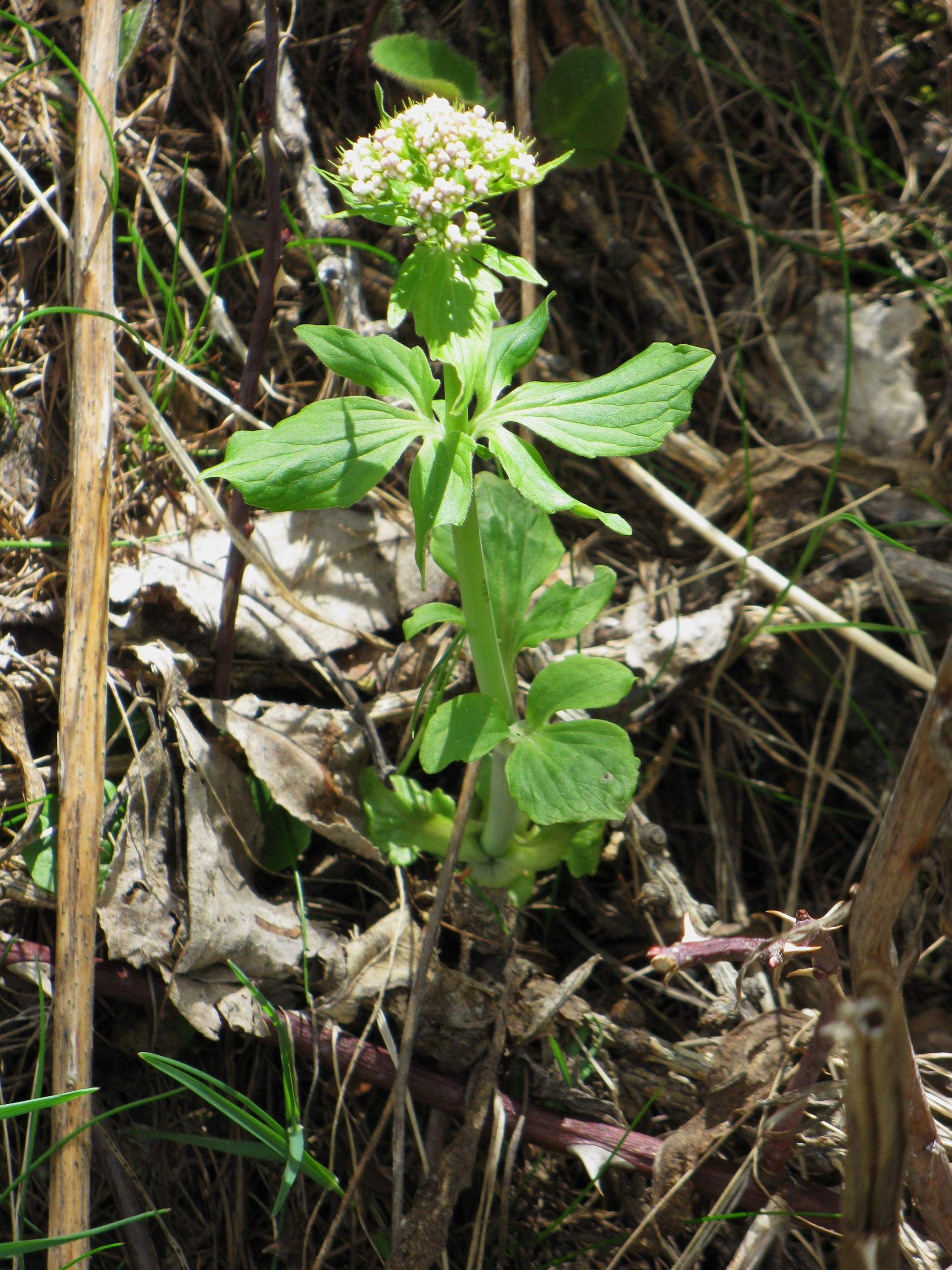 Afficher le média valeriana_tripteris5mv valeriana_tripteris5mv
