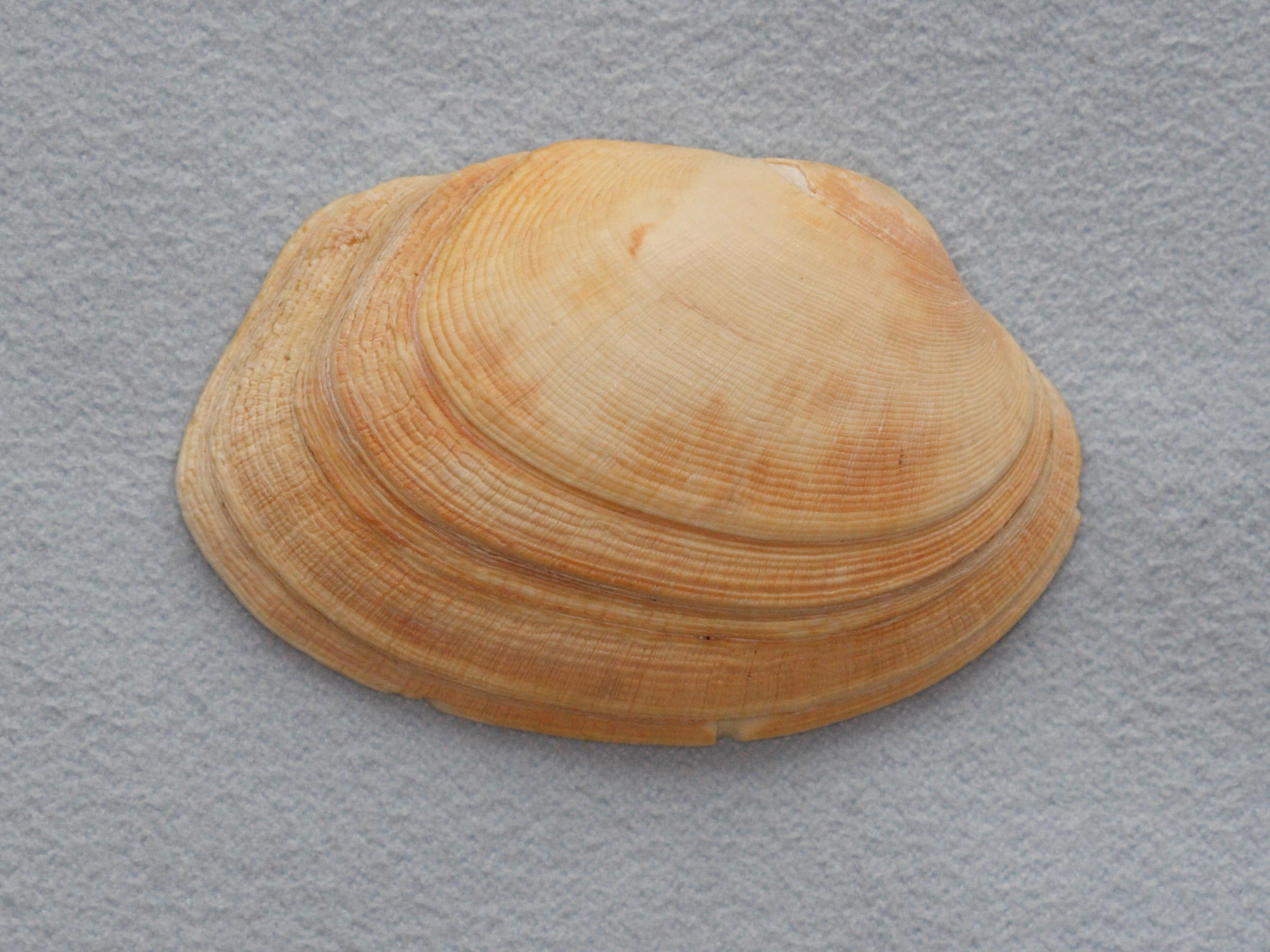 Afficher le média venerupis_senegalensis2md venerupis_senegalensis2md