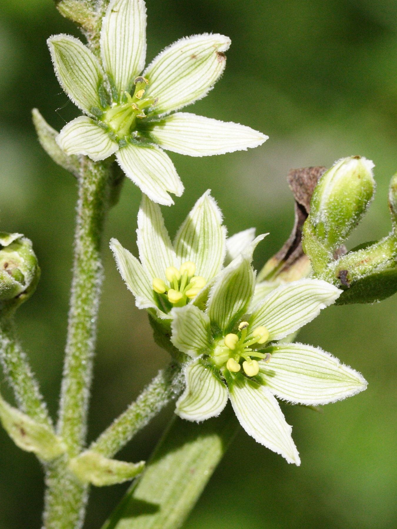 Afficher le média veratrum_album4amd veratrum_album4amd