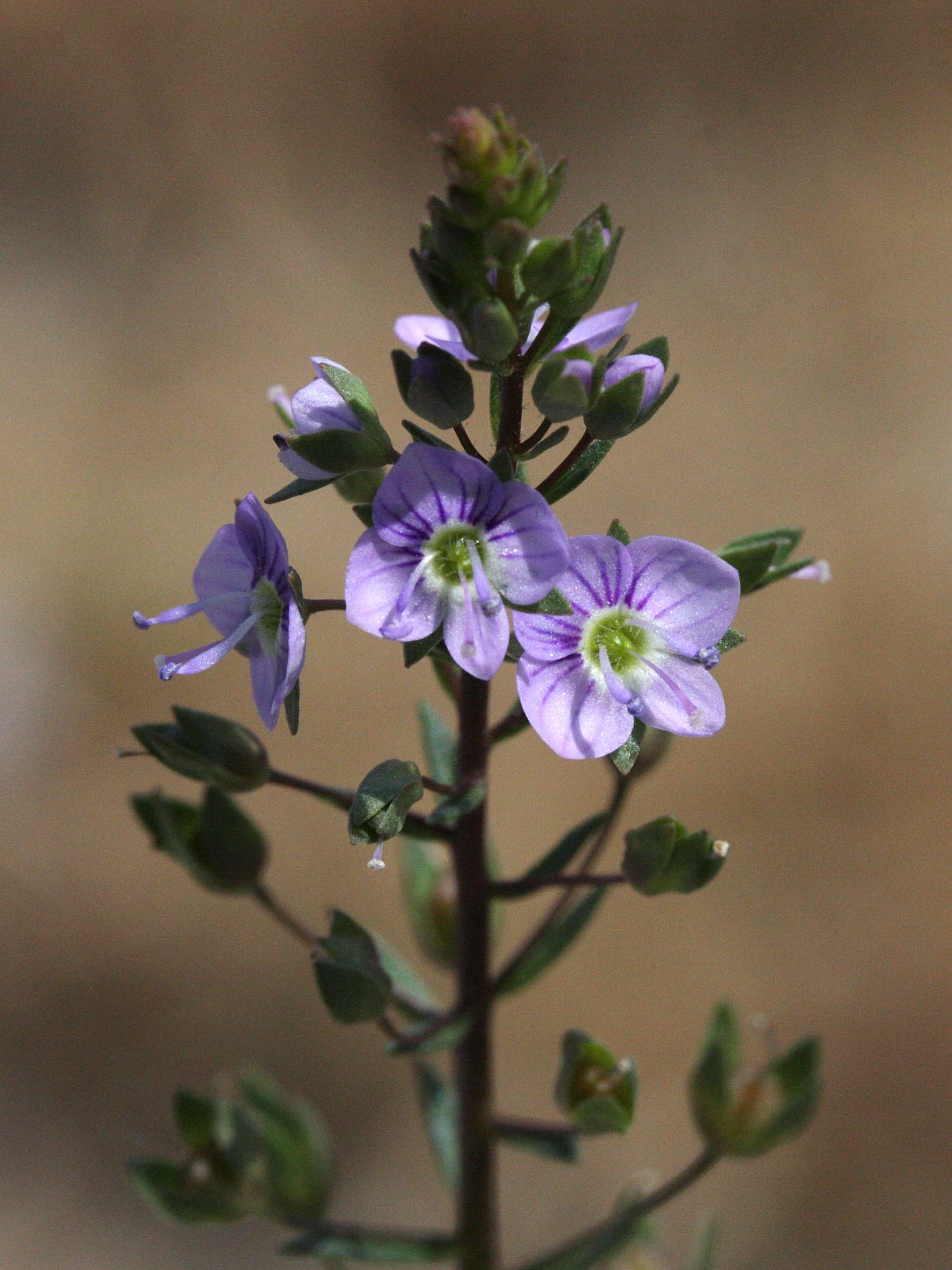 Afficher le média veronica_anagallis-aquatica2md veronica_anagallis-aquatica2md