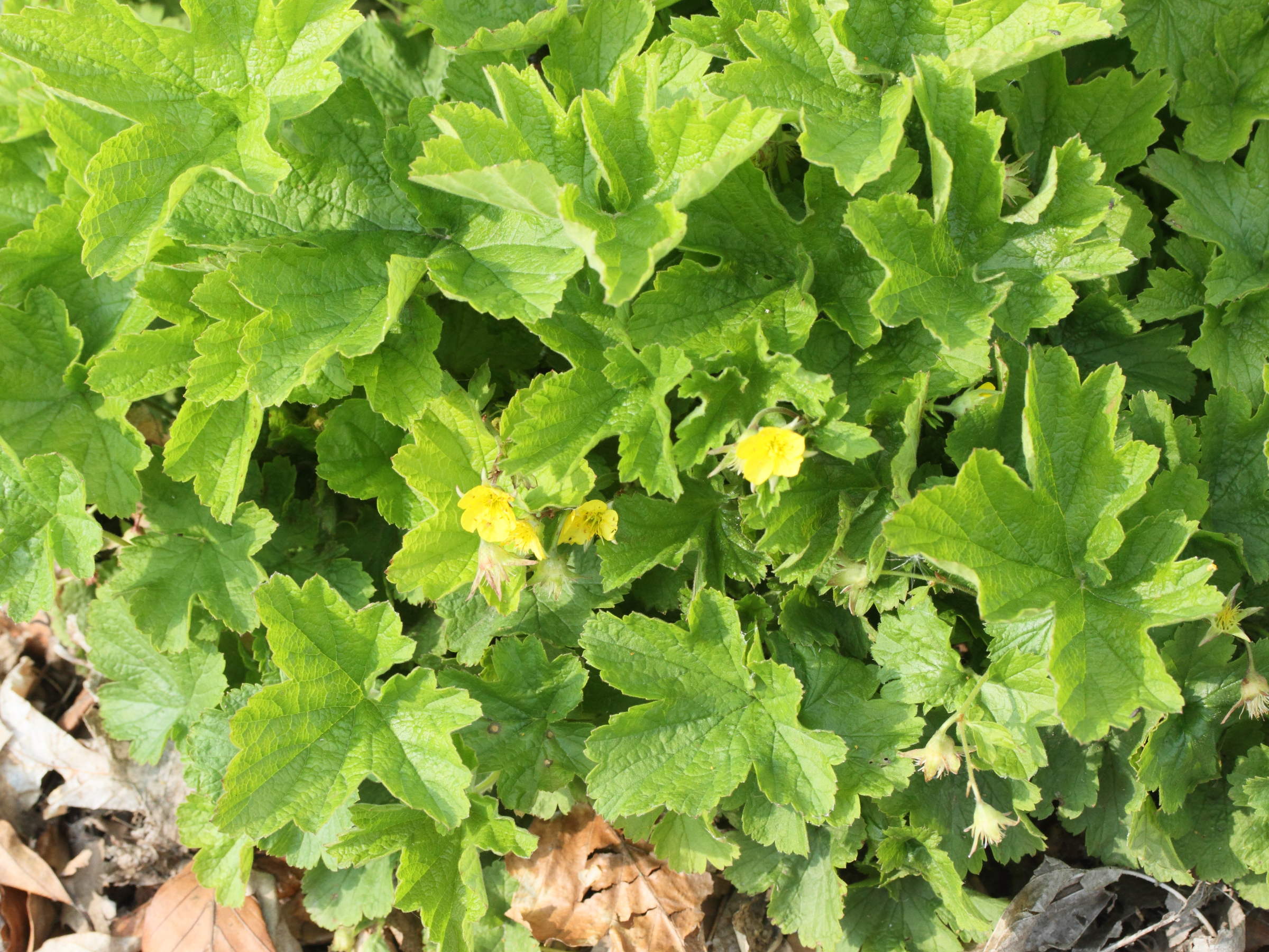 waldsteinia_geoides1md