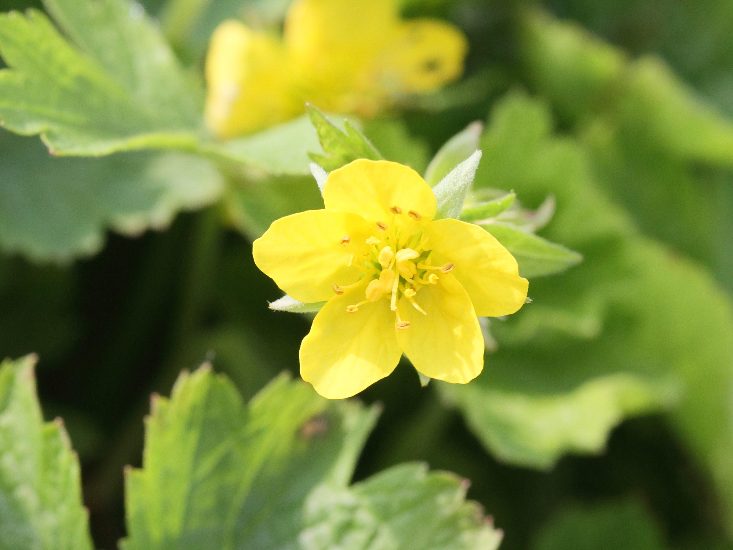 waldsteinia_geoides2md