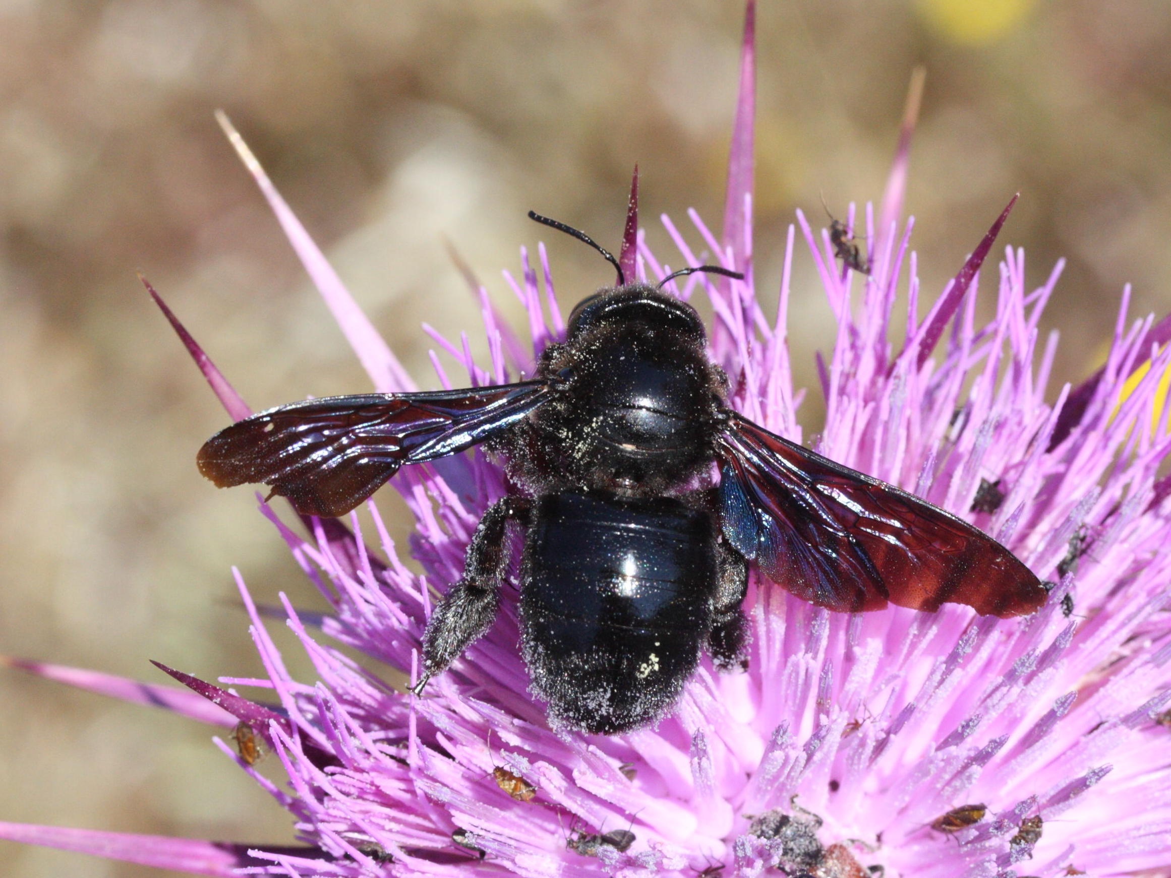 xylocopa_violacea1md