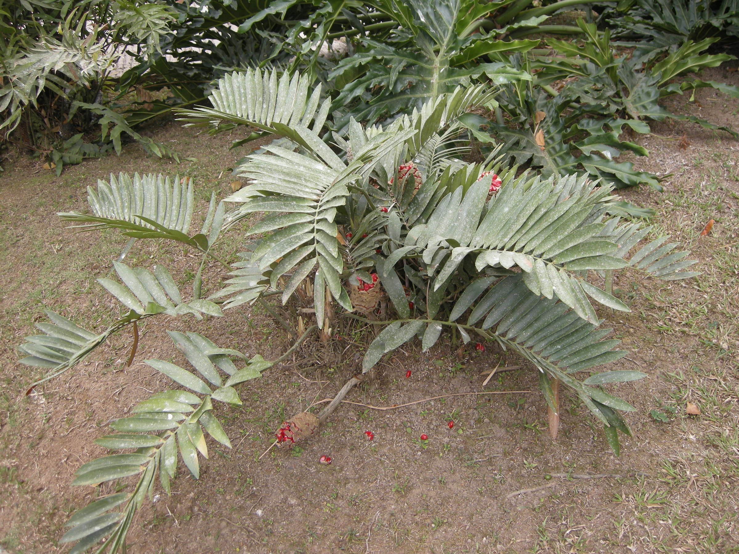zamia_furfuracea3md