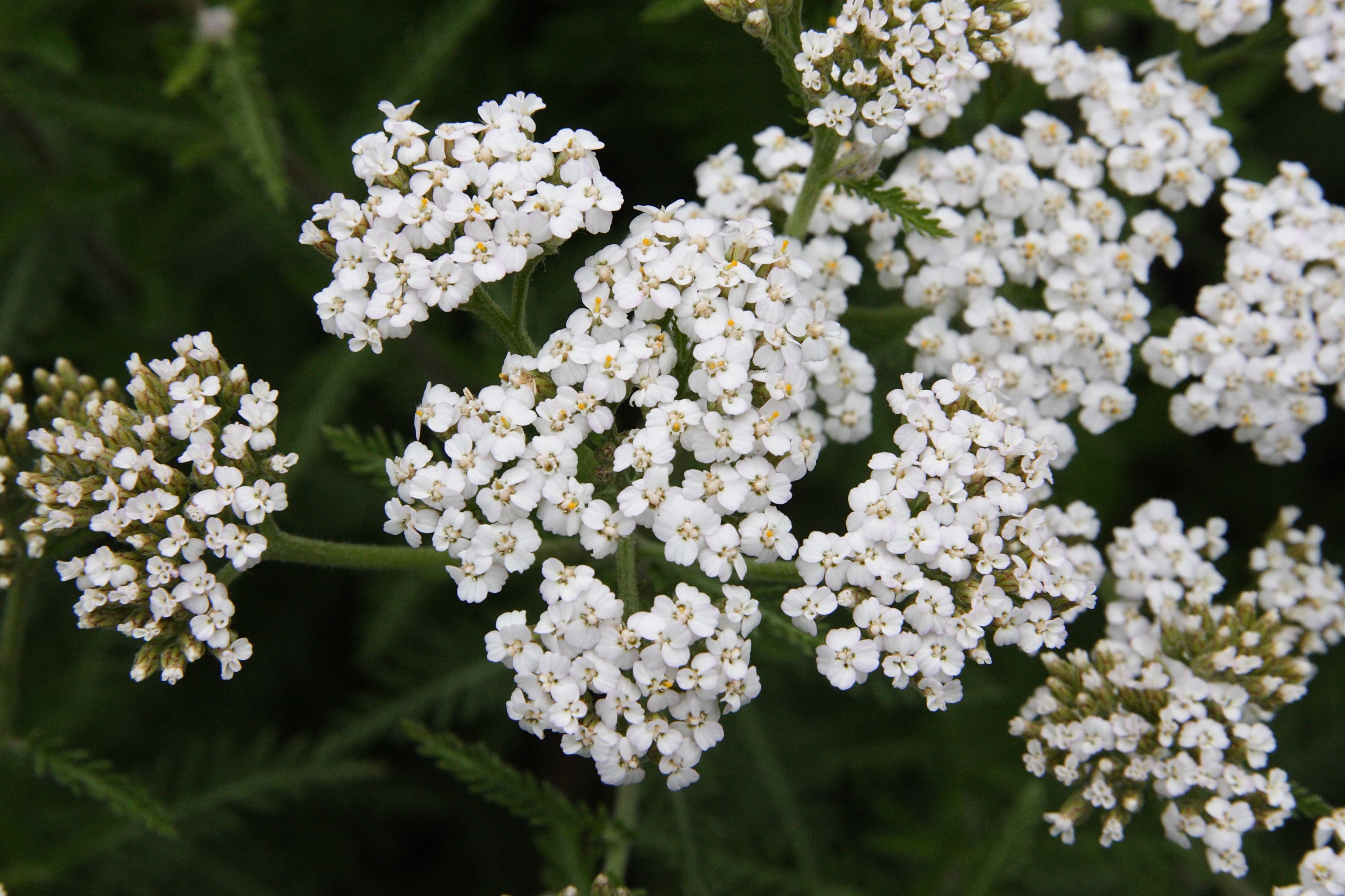 achillea_ligustica3md
