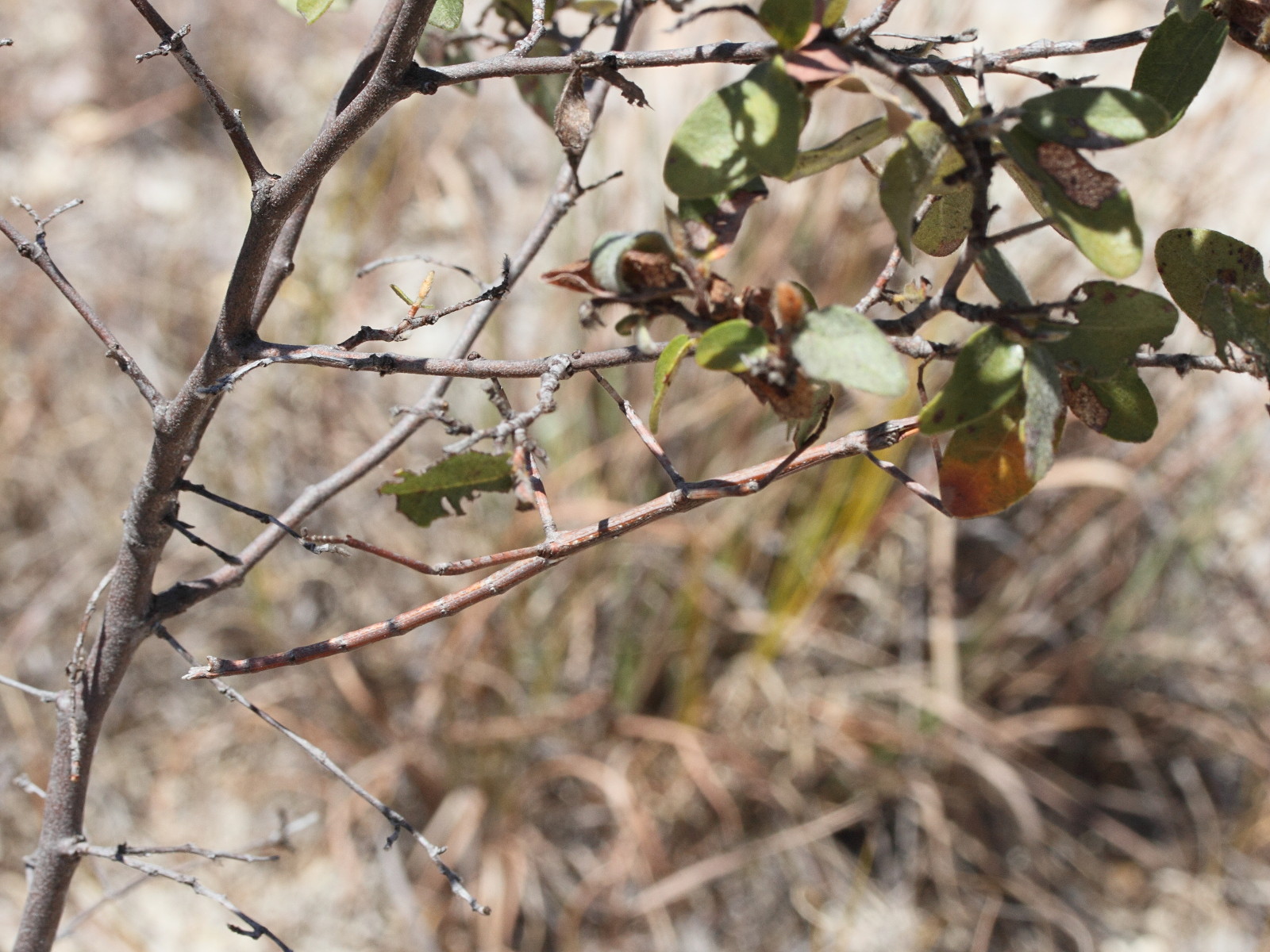 achrioptera_impennis4md