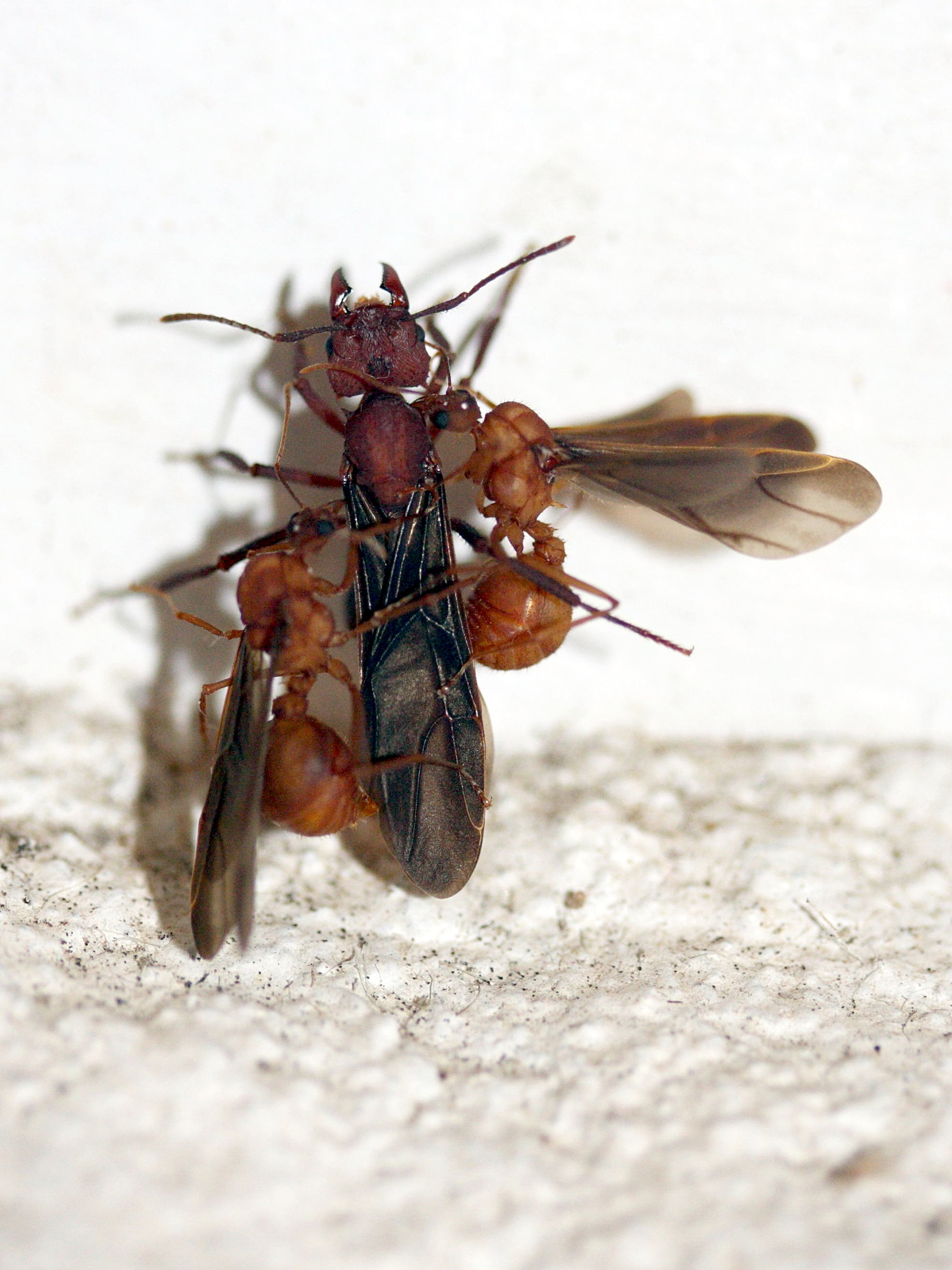 acromyrmex_octospinosus8md