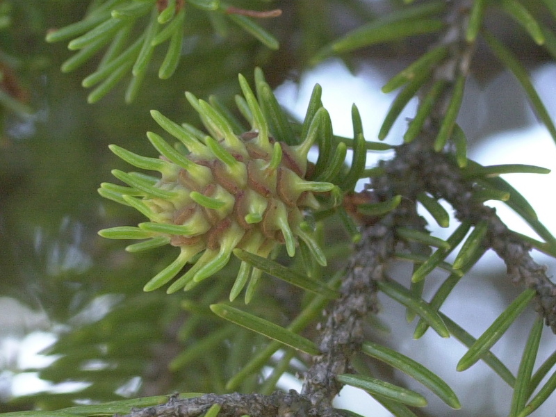 Afficher le média adelges_laricis_galle2md adelges_laricis_galle2md