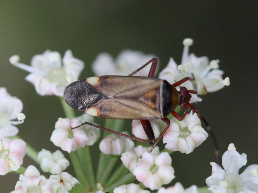 adelphocoris_vandalicus2bd
