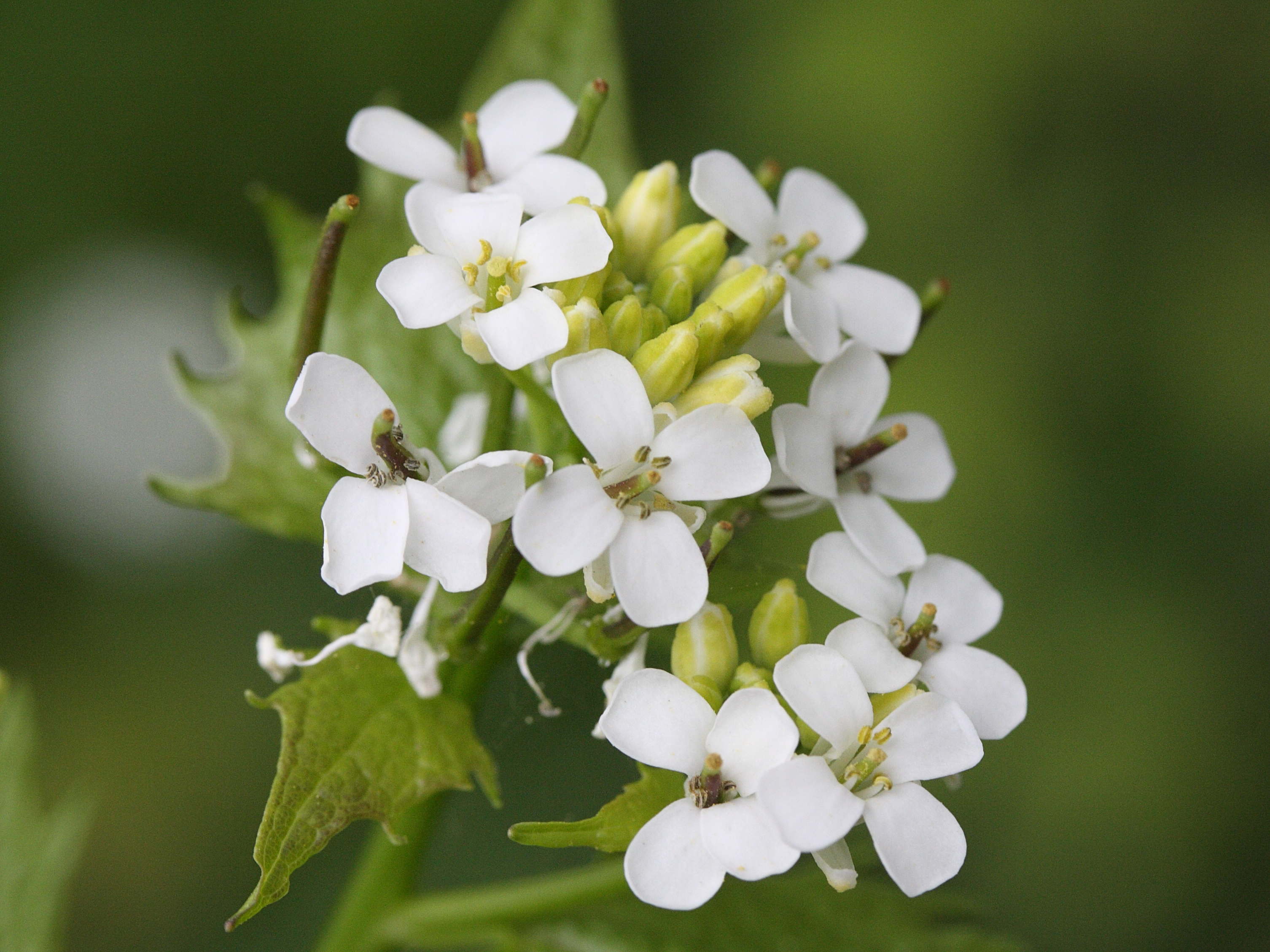 Afficher le média alliaria_petiolata1md alliaria_petiolata1md