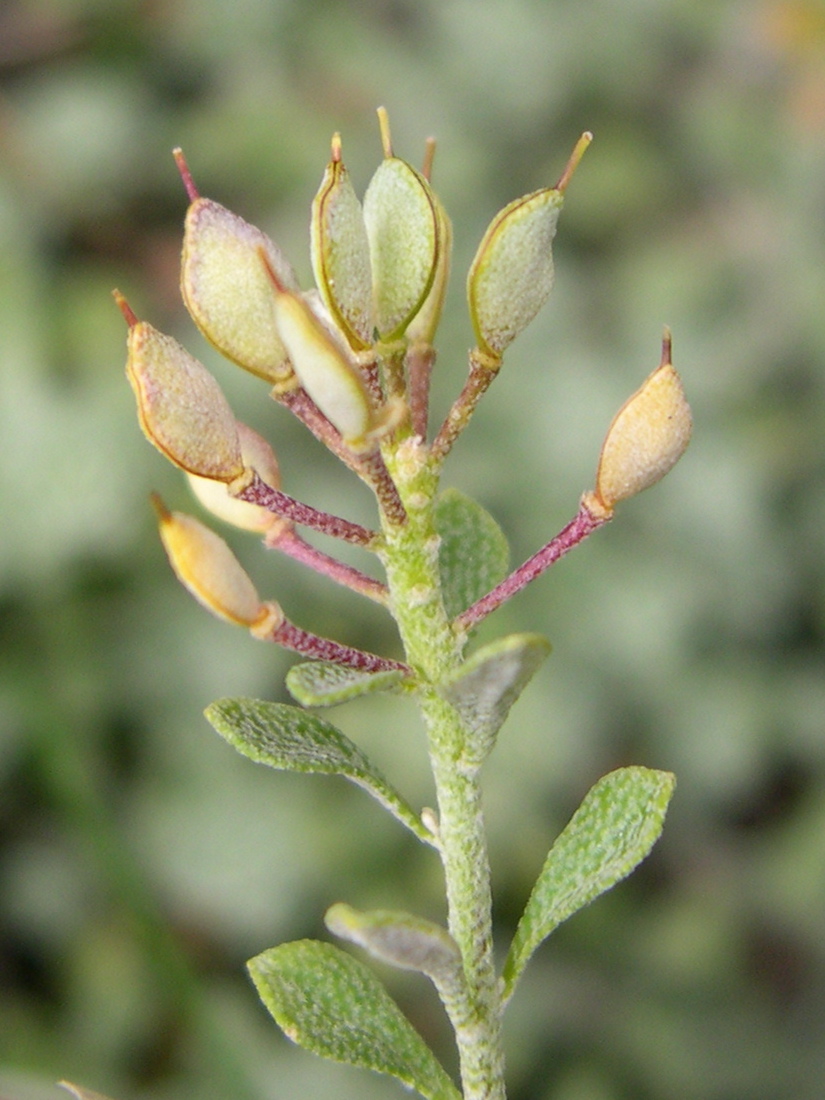 Afficher le média alyssum_alpestre4md alyssum_alpestre4md