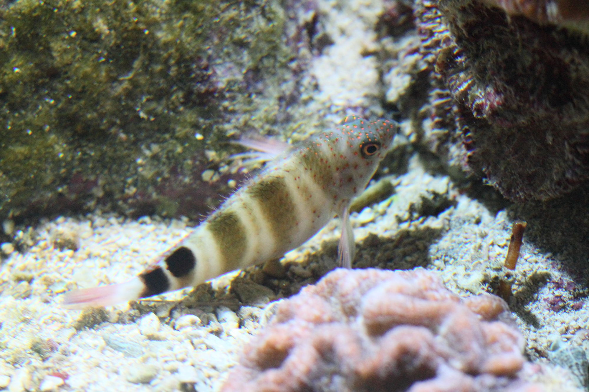 Afficher le média amblycirrhitus_pinos1bd amblycirrhitus_pinos1bd