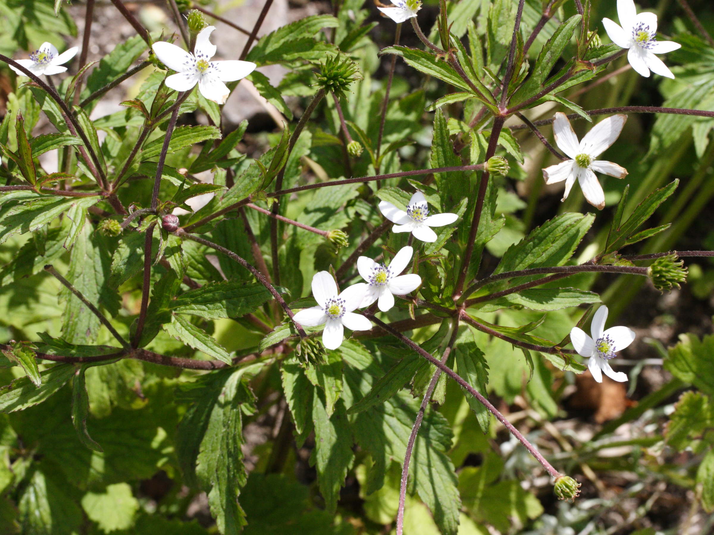 anemone_rivularis1md