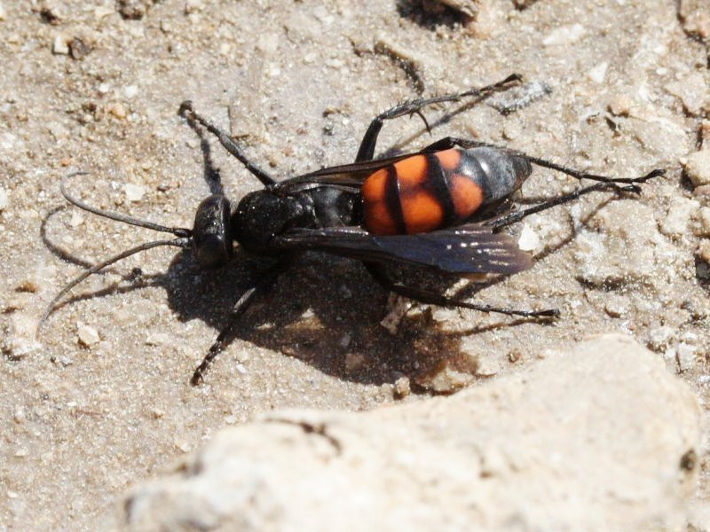 anoplius_viaticus2md