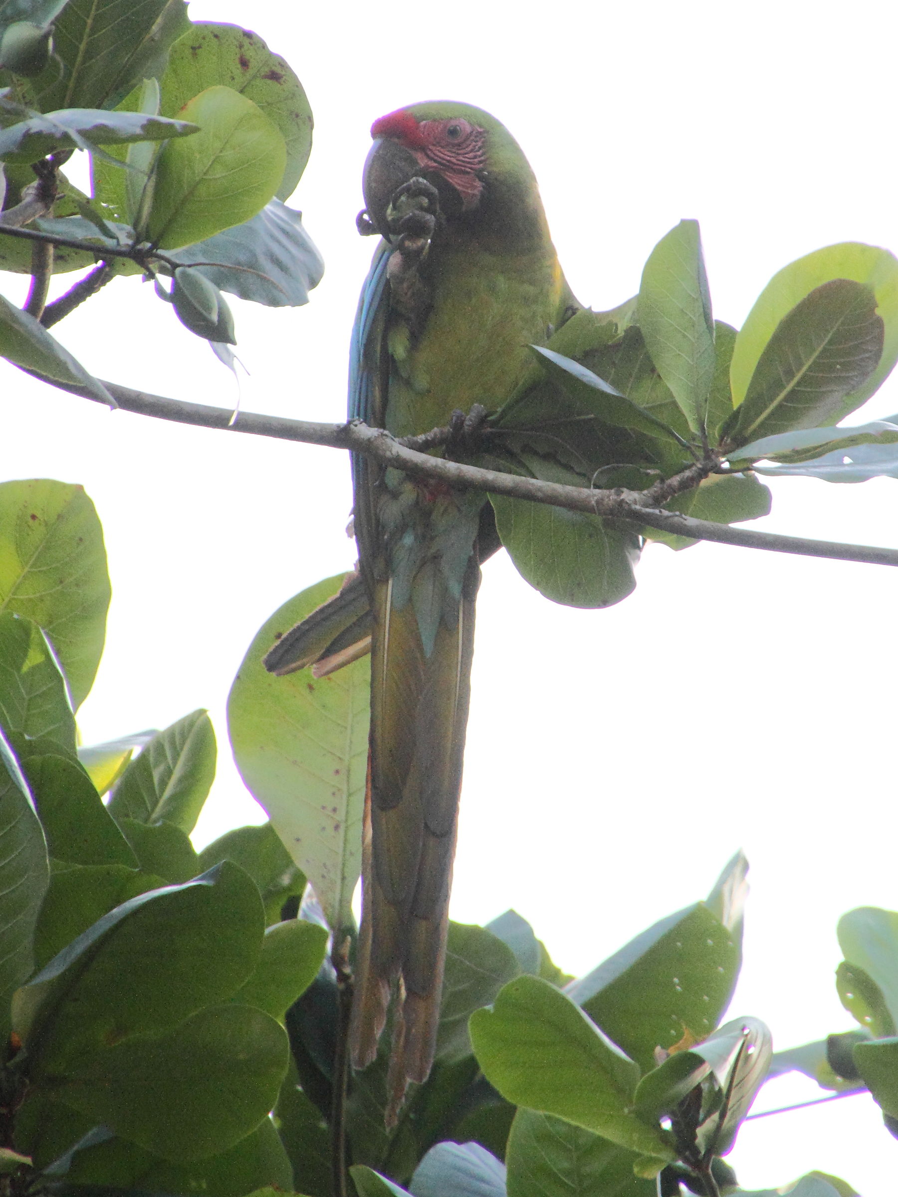 ara_de_buffon_-_ara_ambiguus4md