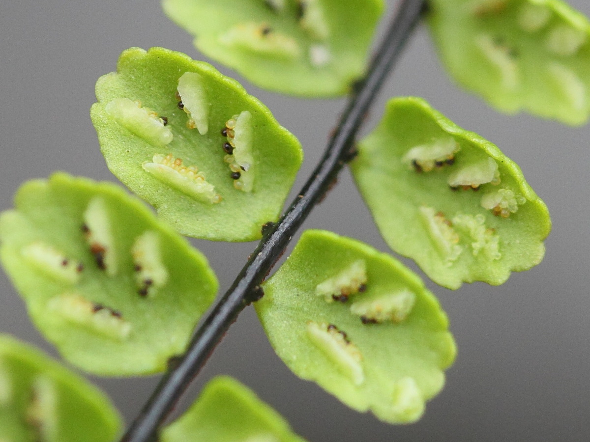 asplenium_trichomanes3bd