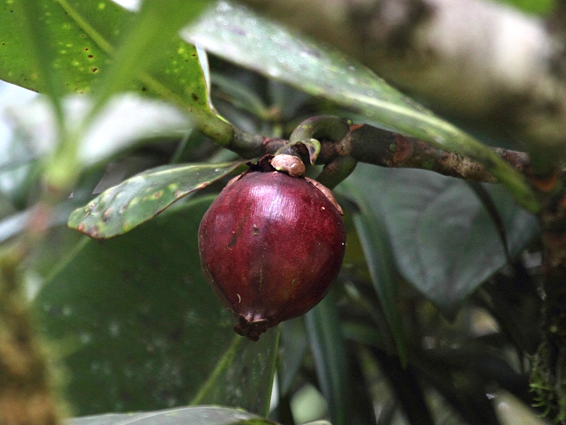 Afficher le média blakea_pulverulenta4bd blakea_pulverulenta4bd